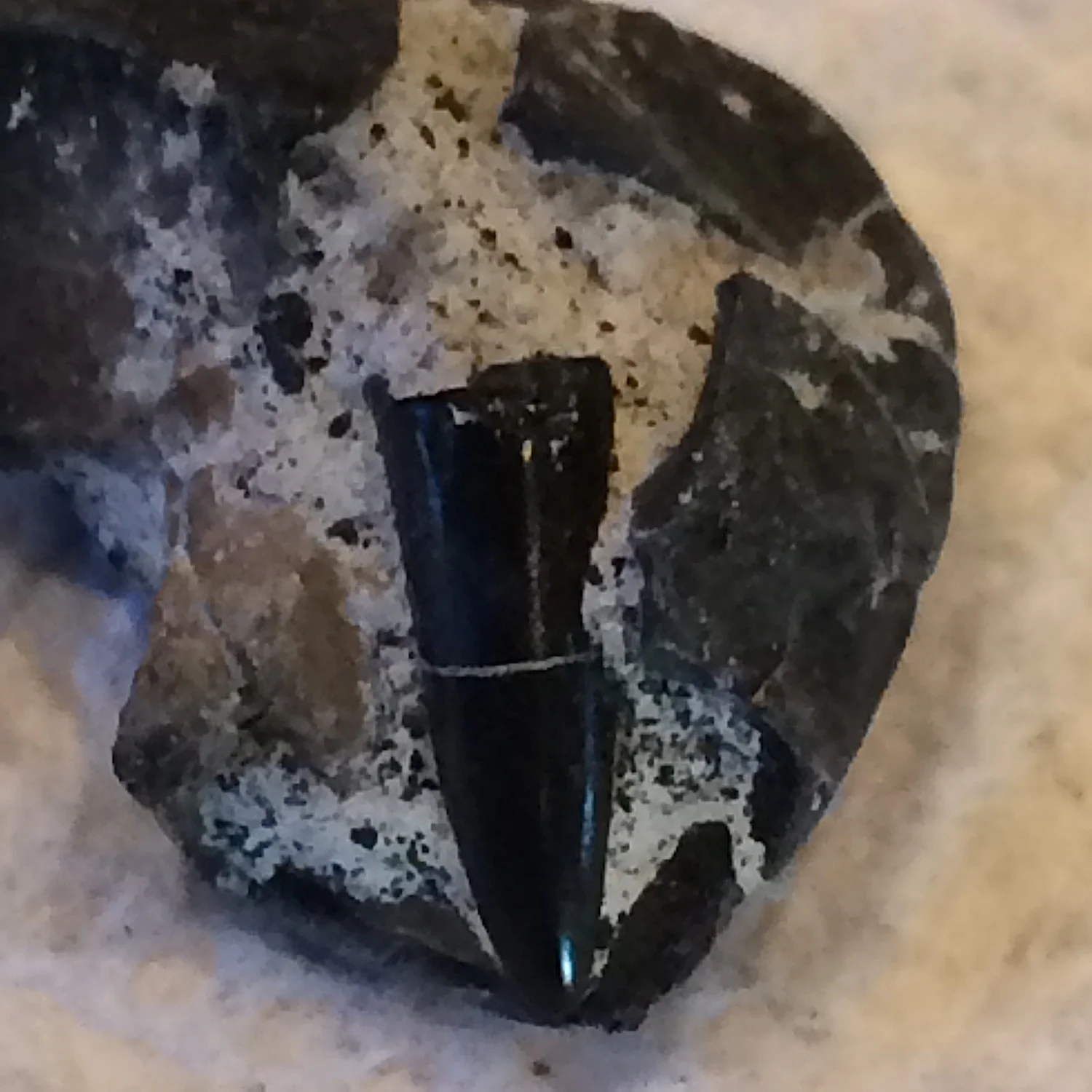 Sharks Tooth #507 Eagle Ford-Austin (Atco) Formation Midlothian, Ellis Co., TX