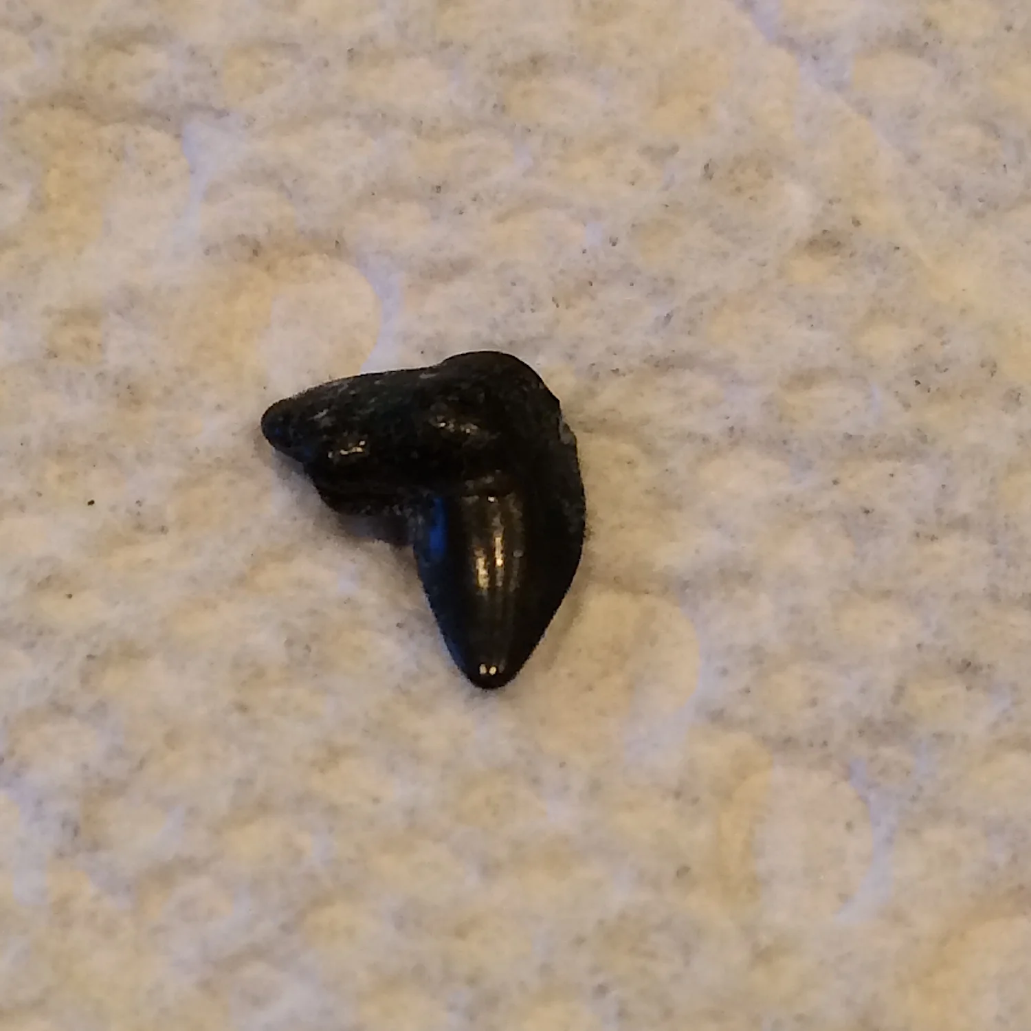 Sharks Teeth #394 Eagle Ford-Austin (Atco) Formation Midlothian, Ellis Co., TX