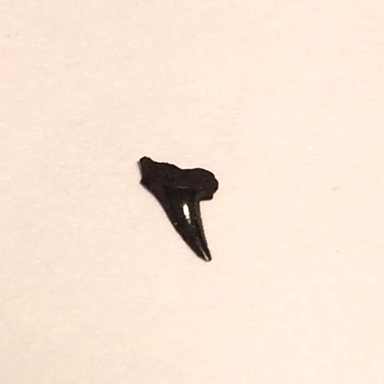 Sharks Teeth #394 Eagle Ford-Austin (Atco) Formation Midlothian, Ellis Co., TX