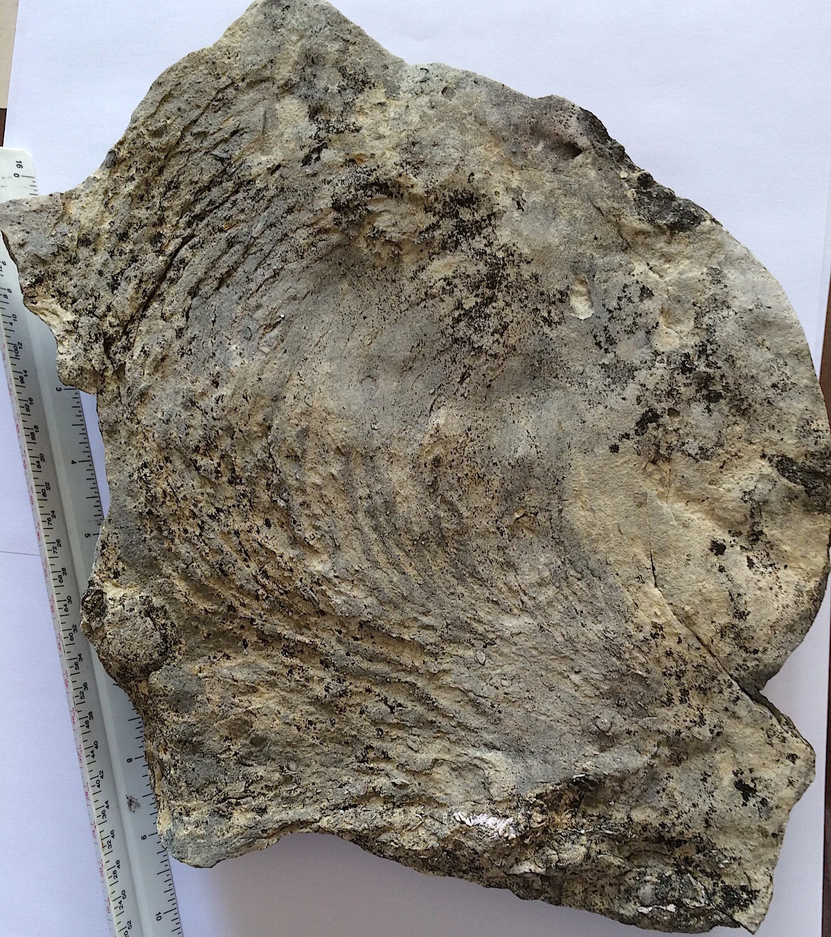 Zoophycos Trace Fossil #522 Haragan Formation, Clarita, OK