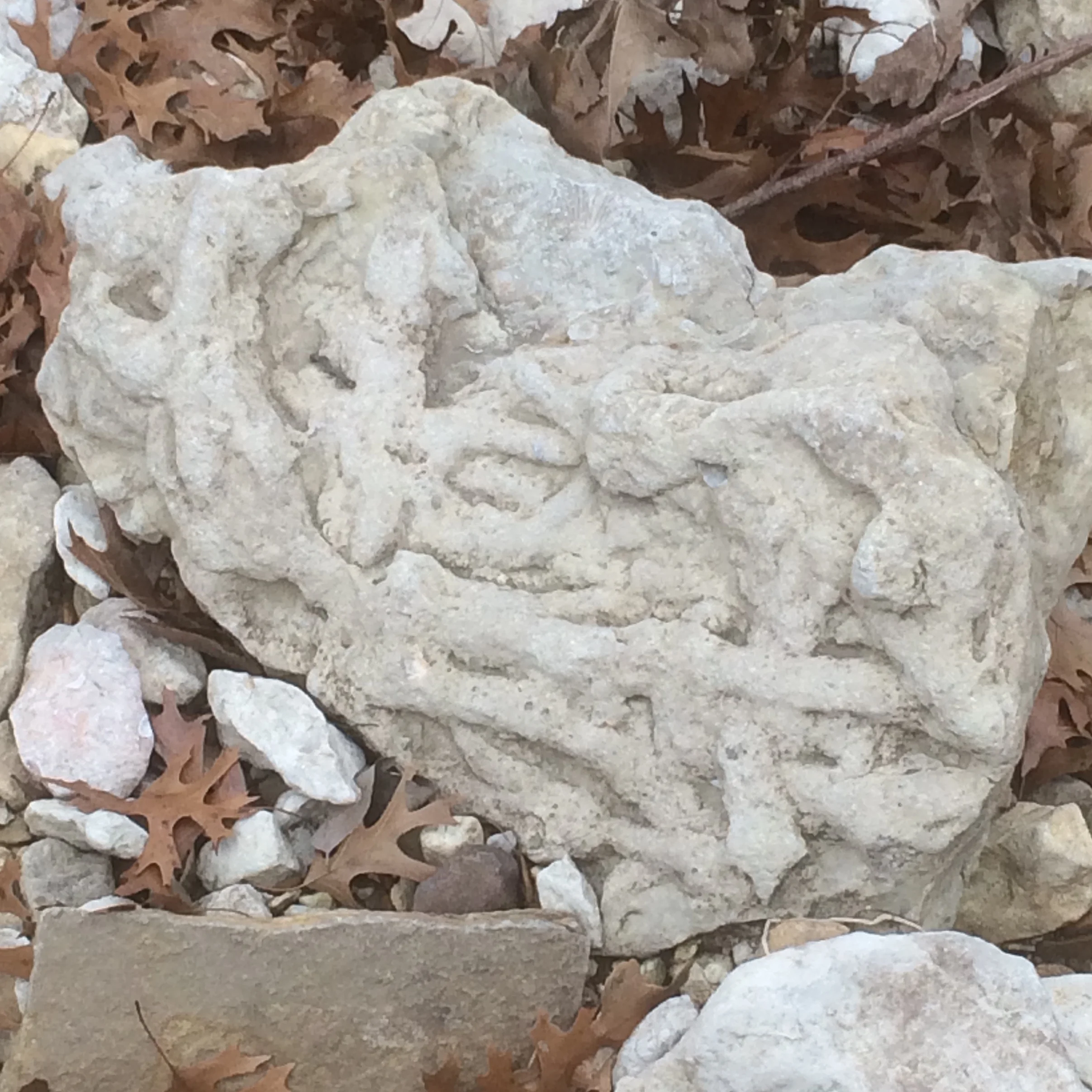 Burrows Tow Bridge Creek Fort Worth Limestone Formation Gainesville, Cooke Co., TX