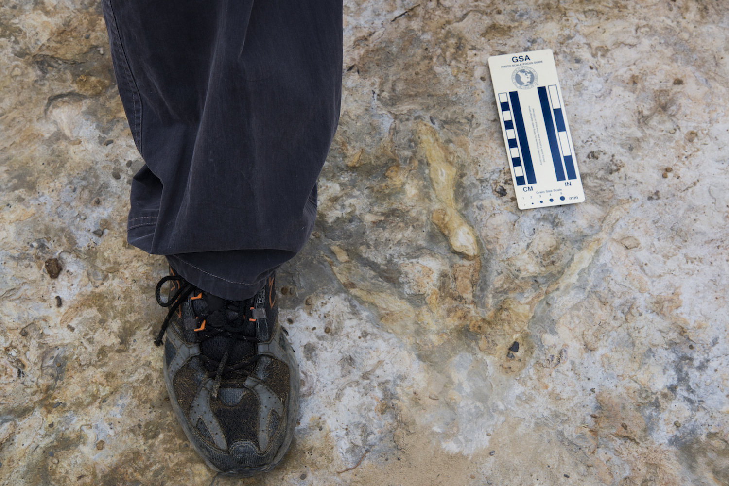 Dinosaur Track Grapevine Lake Grapevine, Tarrant Co., TX