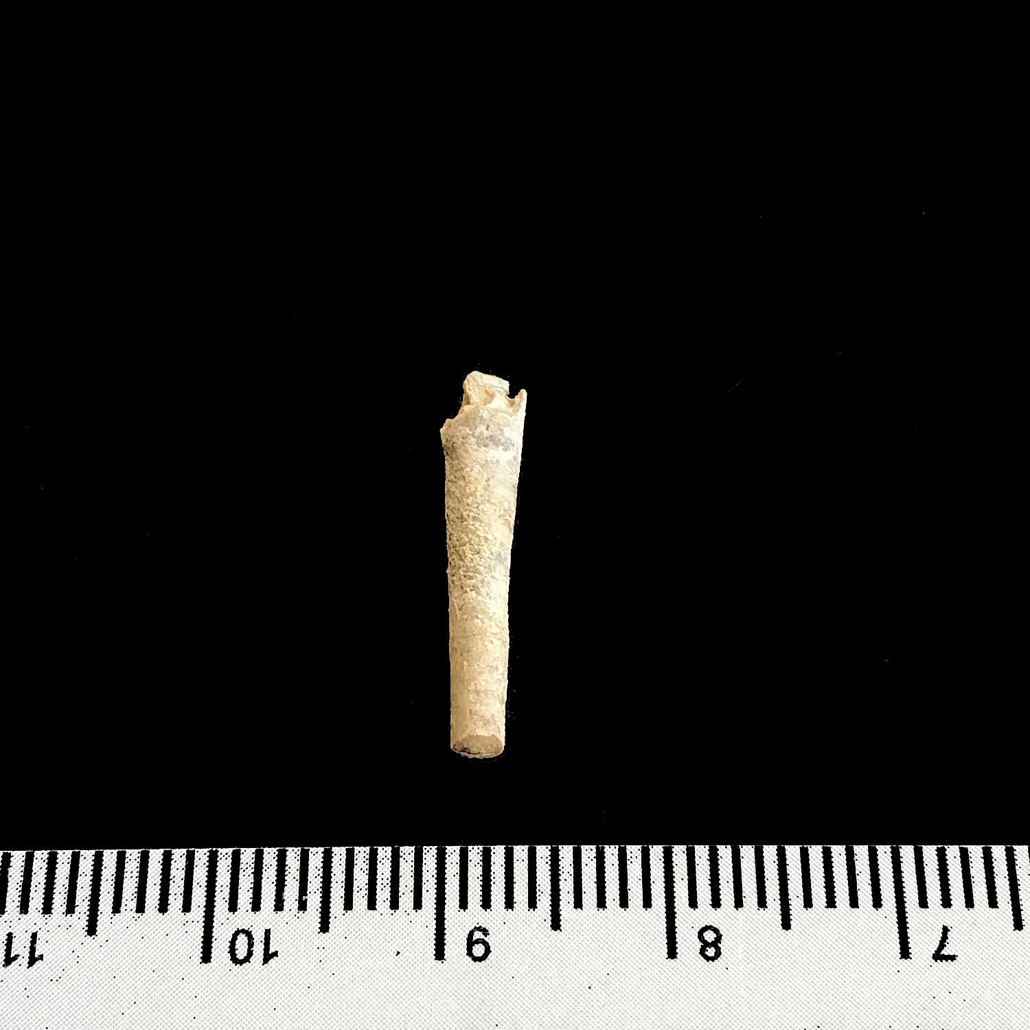 Psuedorthoceras #969c Graham (Finis Shale) Jacksboro, Jack Co., TX
