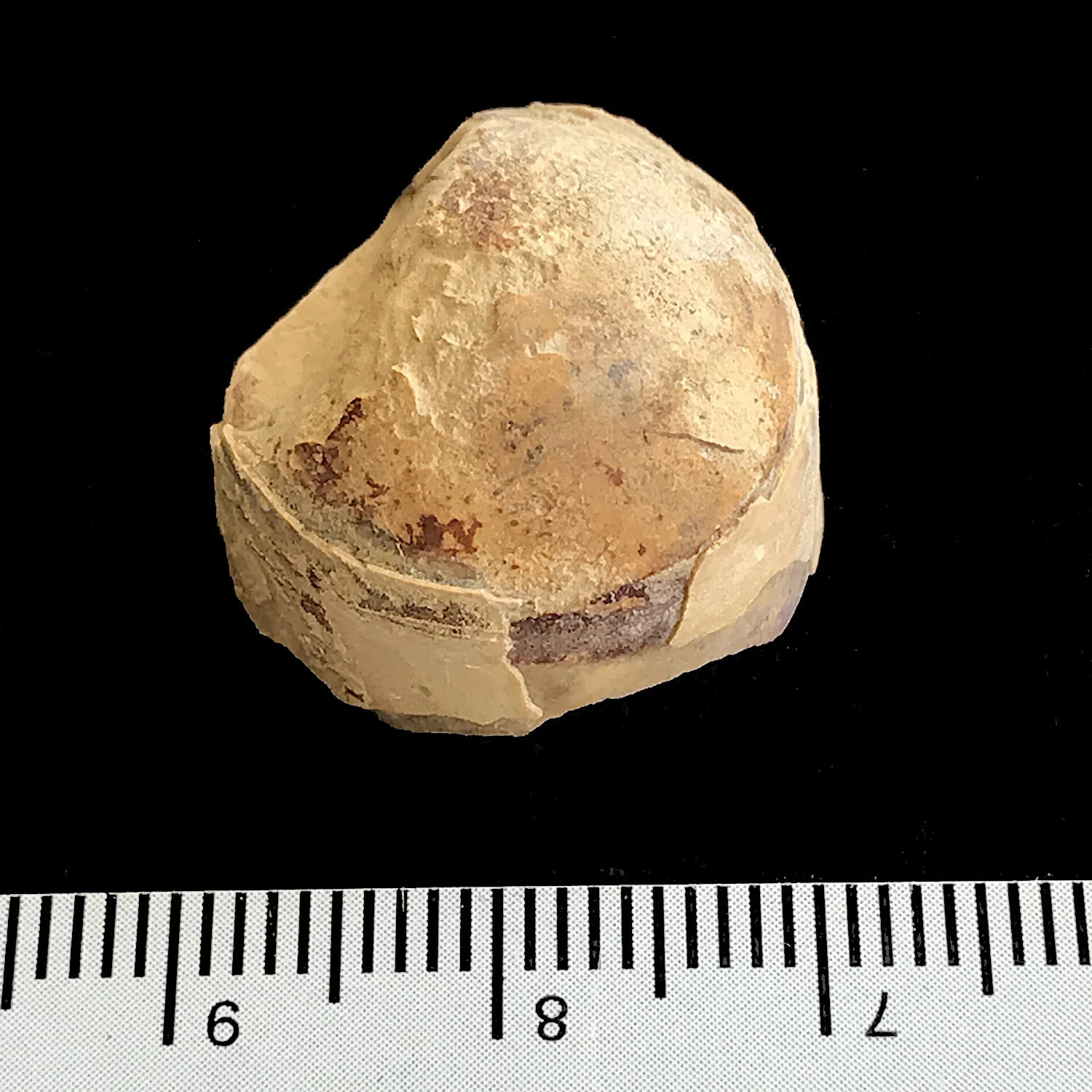 Psuedorthoceras #969g Graham (Finis Shale) Jacksboro, Jack Co., TX