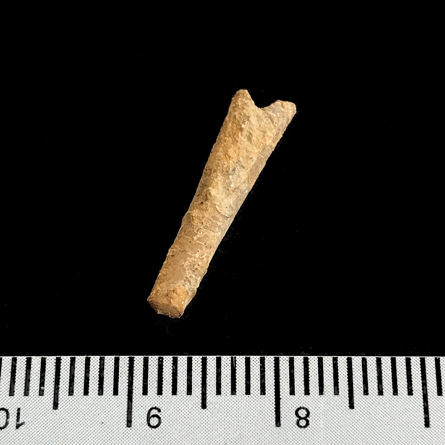 Psuedorthoceras #969h Graham (Finis Shale) Jacksboro, Jack Co., TX
