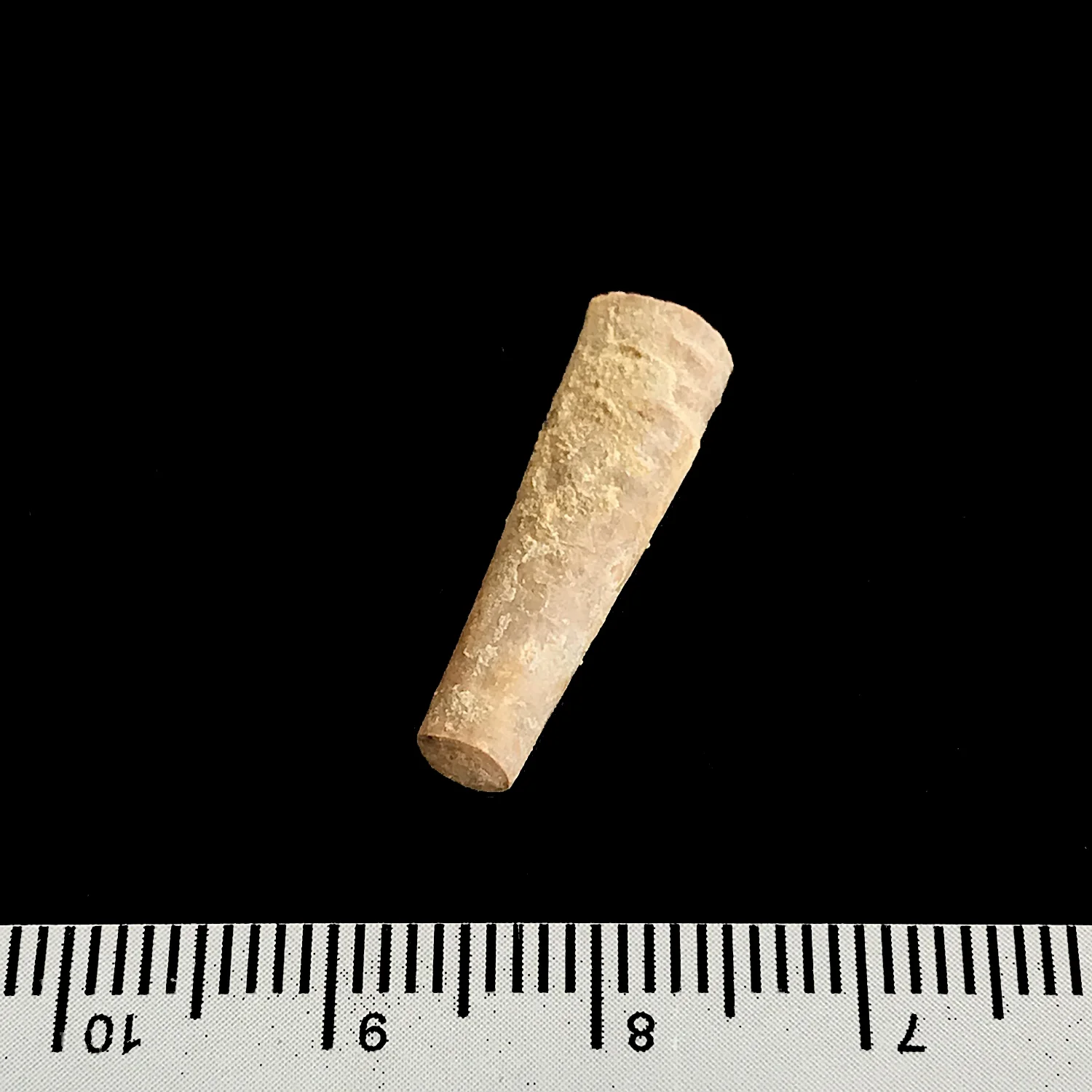 Psuedorthoceras #969l Graham (Finis Shale) Jacksboro, Jack Co., TX