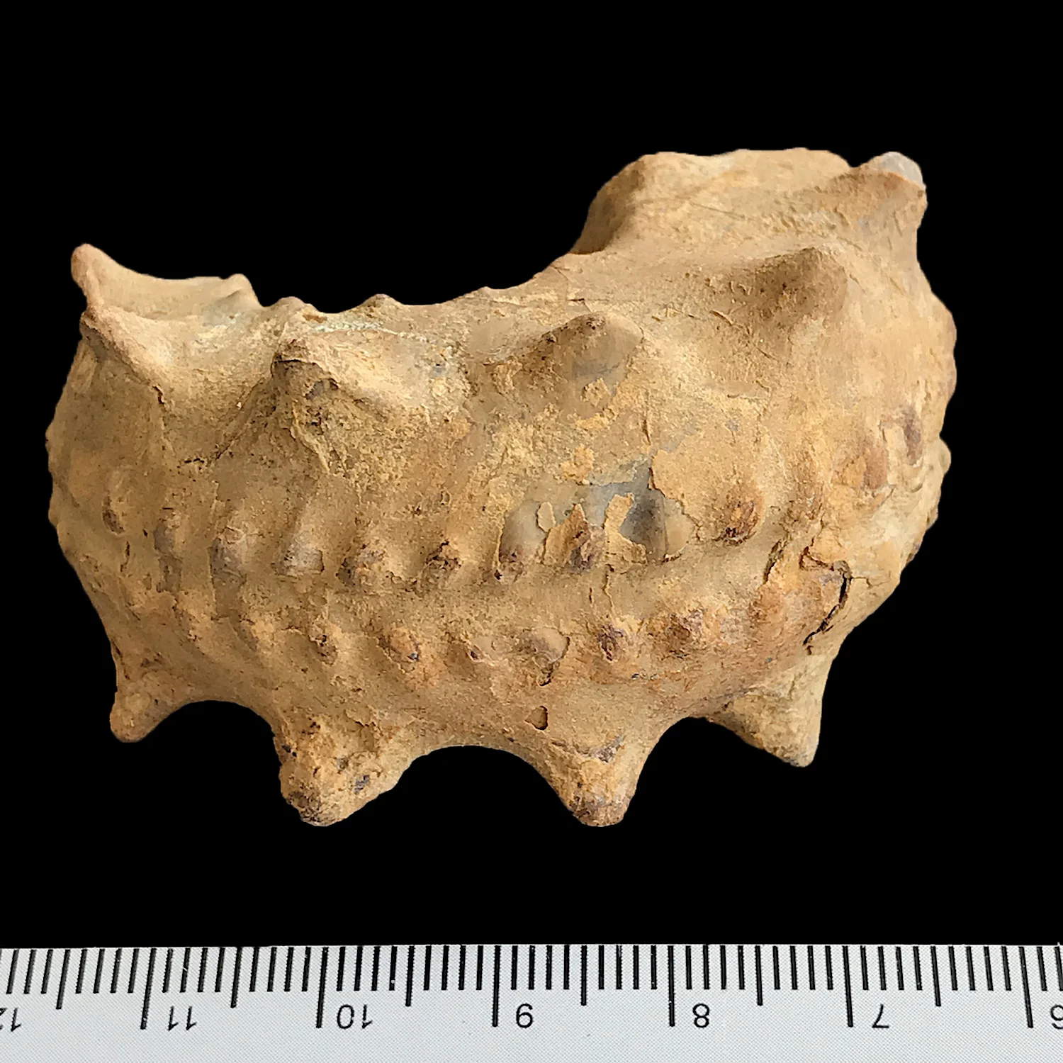 Tainoceras #976a Graham (Finis Shale) Jacksboro, Jack Co., TX