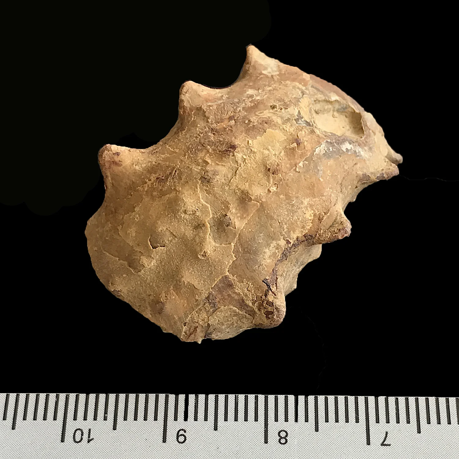 Tainoceras #976g Graham (Finis Shale) Jacksboro, Jack Co., TX