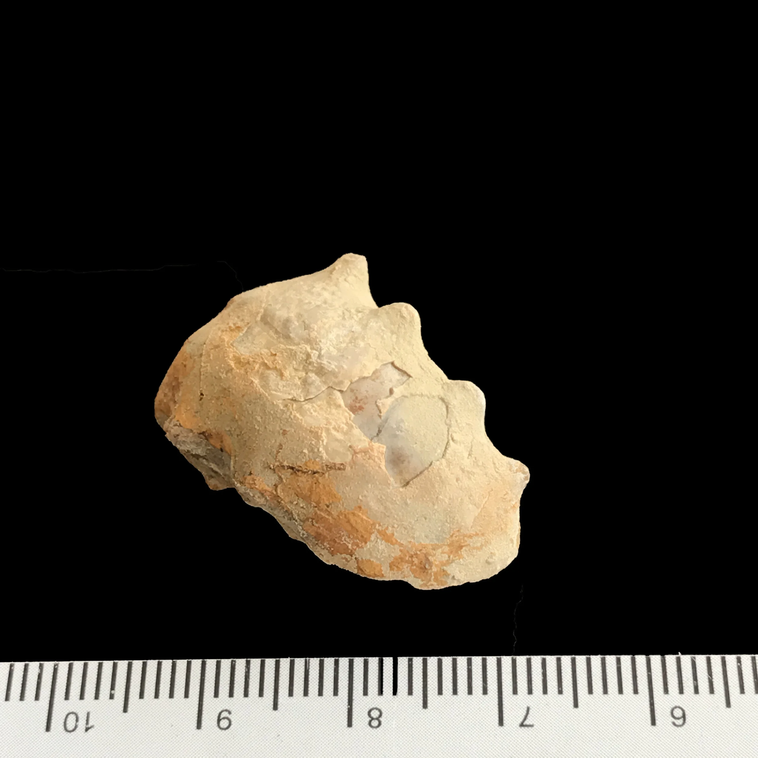 Metacoceras #976m Graham (Finis Shale) Jacksboro, Jack Co., TX
