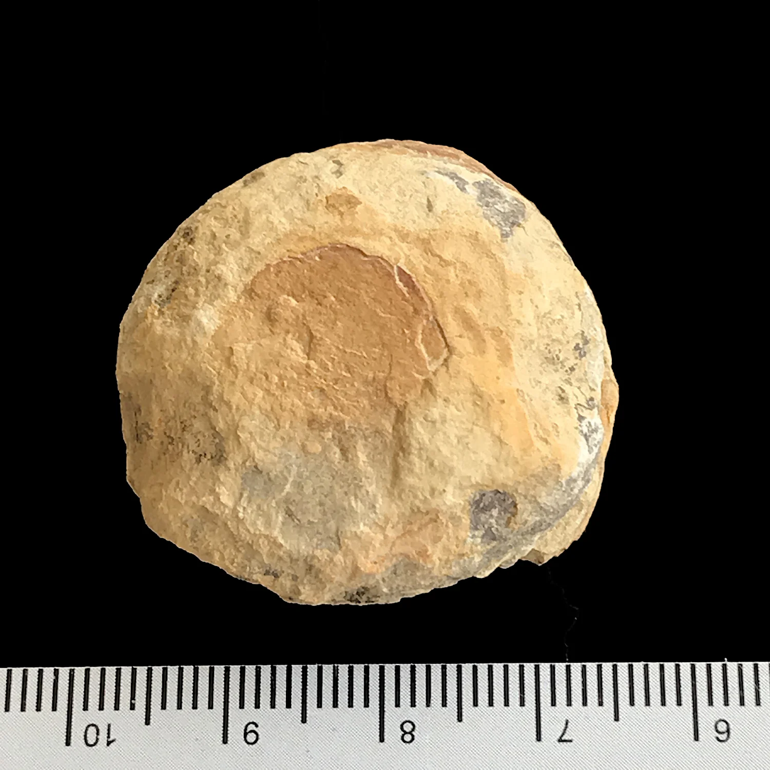Uddenites sp. #977 Graham (Finis Shale) Jacksboro, Jack Co., TX