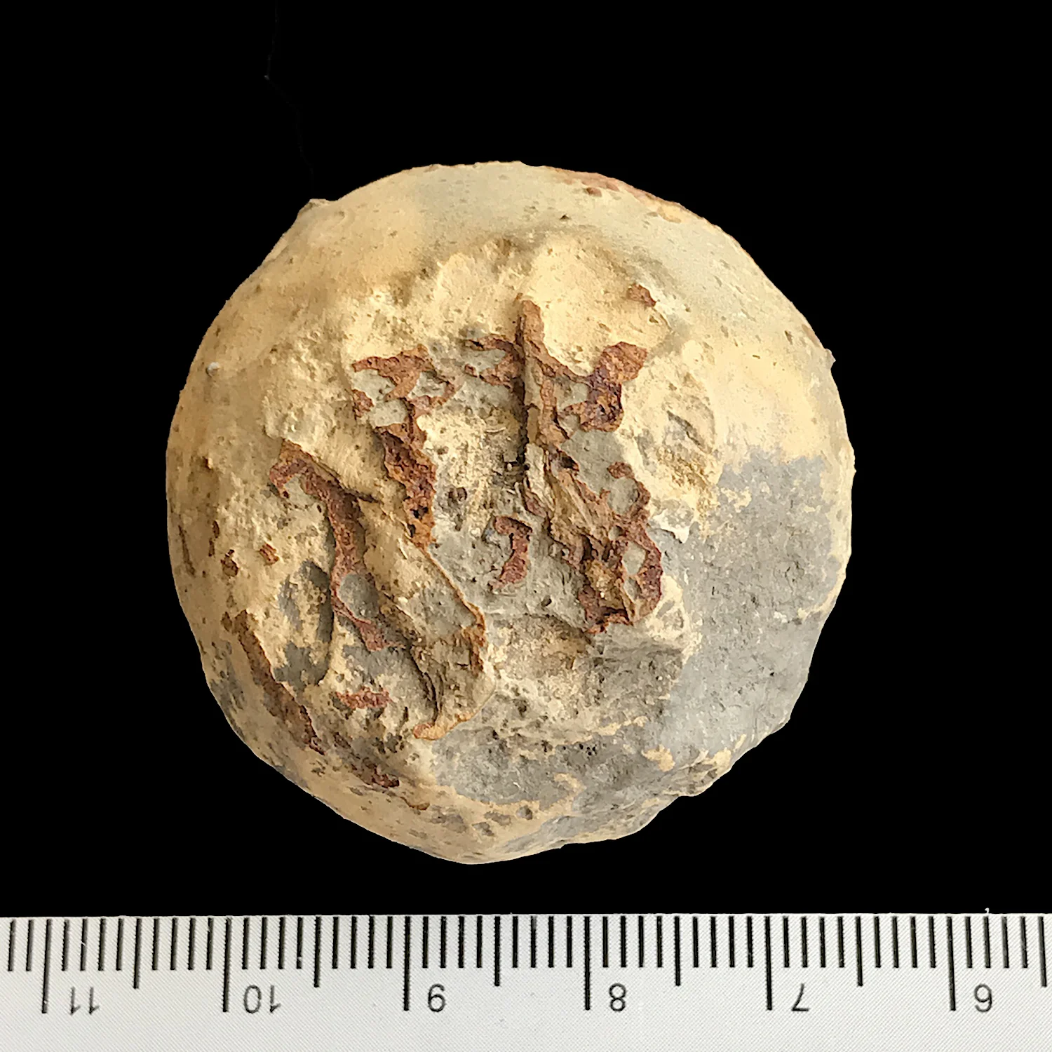 Uddenites sp. #977b Graham (Finis Shale) Jacksboro, Jack Co., TX
