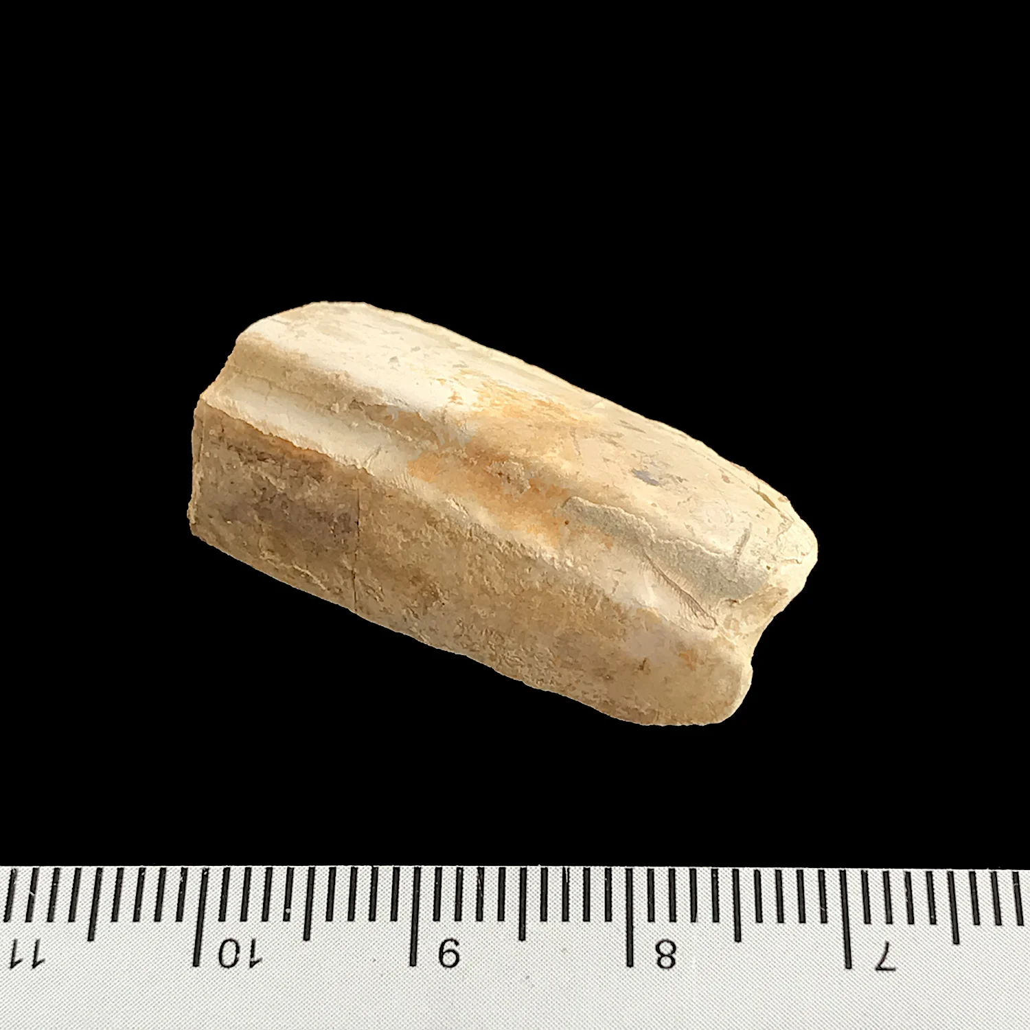  Gonioloboceras #977 Graham (Finis Shale) Jacksboro, Jack Co., TX 
