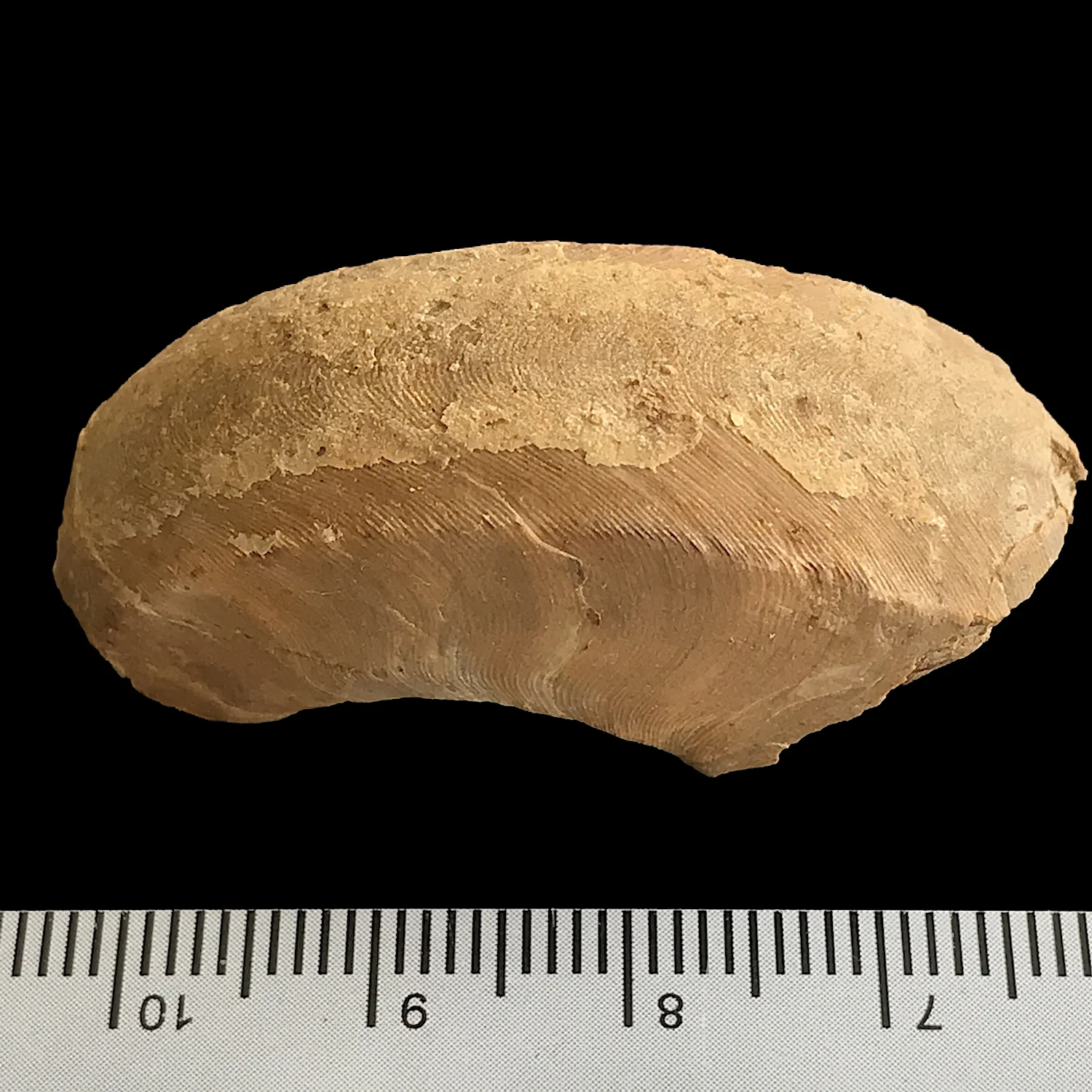 Domatoceras #979b Graham (Finis Shale) Jacksboro, Jack Co., TX