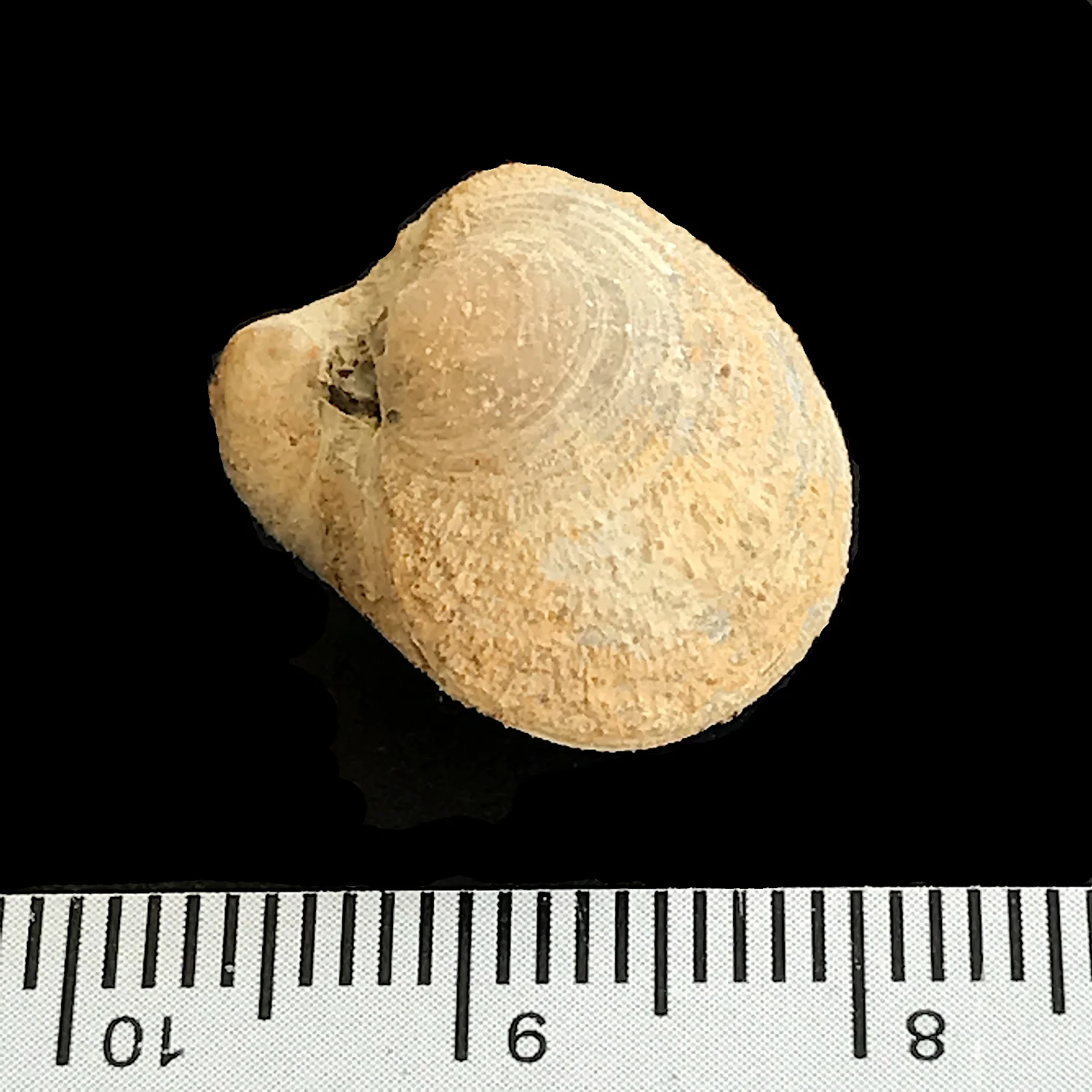 Condrathyris perplexa #975d Finis Shale, Graham Formation Jacksboro, Jack Co., TX