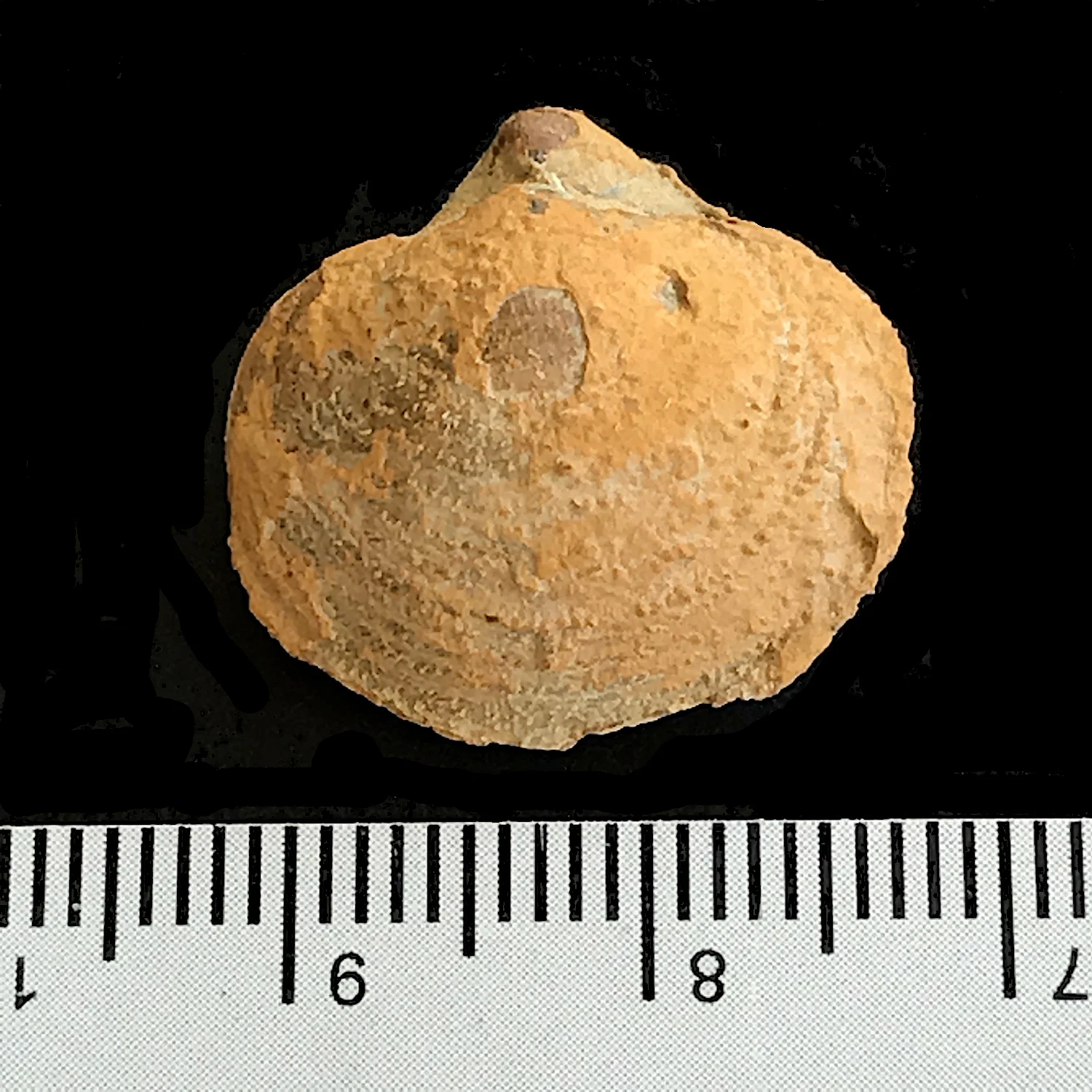 Condrathyris perplexa #975f Finis Shale, Graham Formation Jacksboro, Jack Co., TX