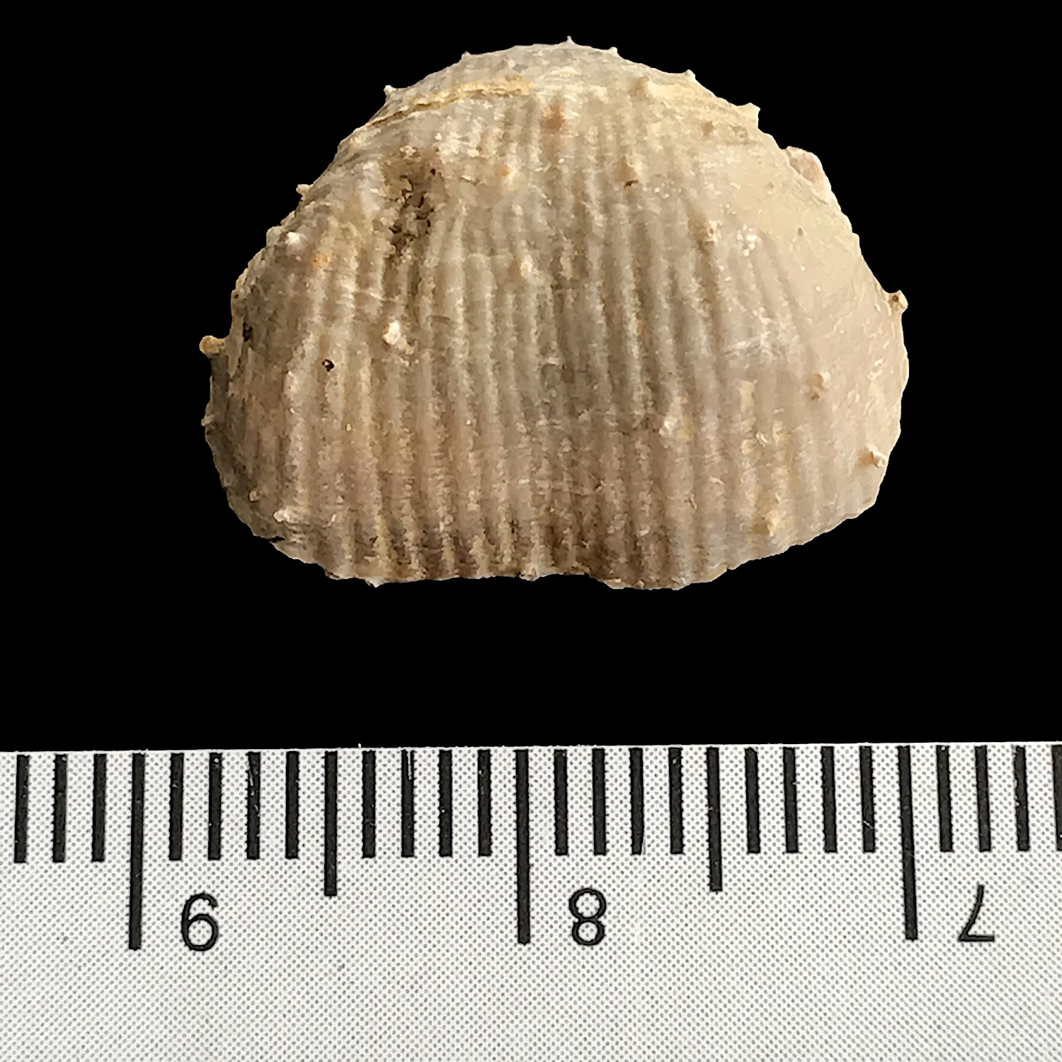 Kutorginella lasallensis #978 Finis Shale, Graham Formation Jacksboro, Jack Co., TX