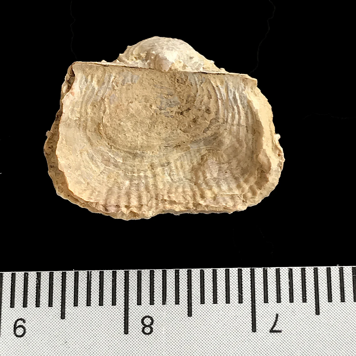 Kutorginella lasallensis#978z Finis Shale, Graham Formation Jacksboro, Jack Co., TX