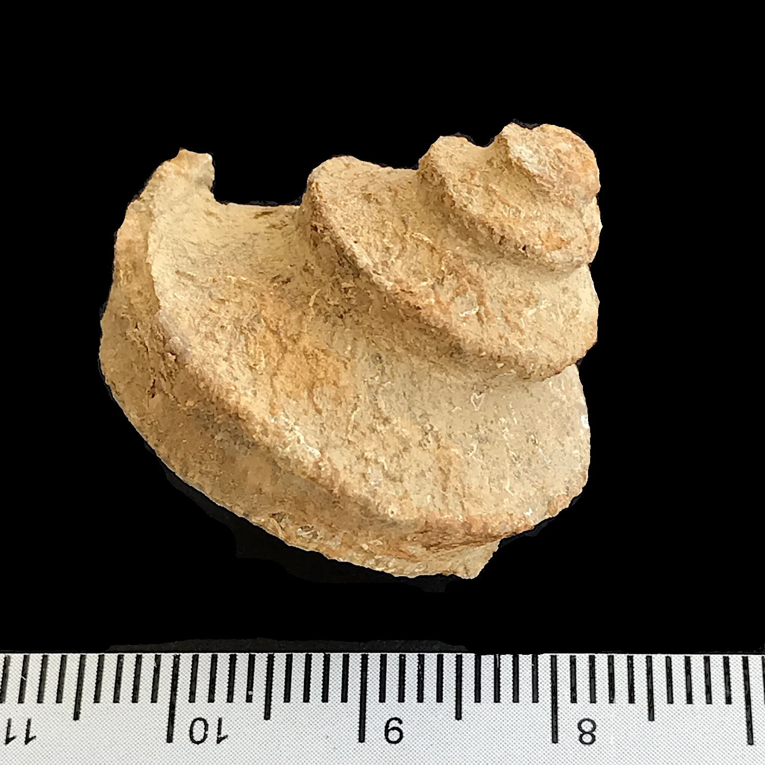 Worthenia tabulata #973a Graham Formation (Finis Shale) Jacksboro, Jack Co., TX