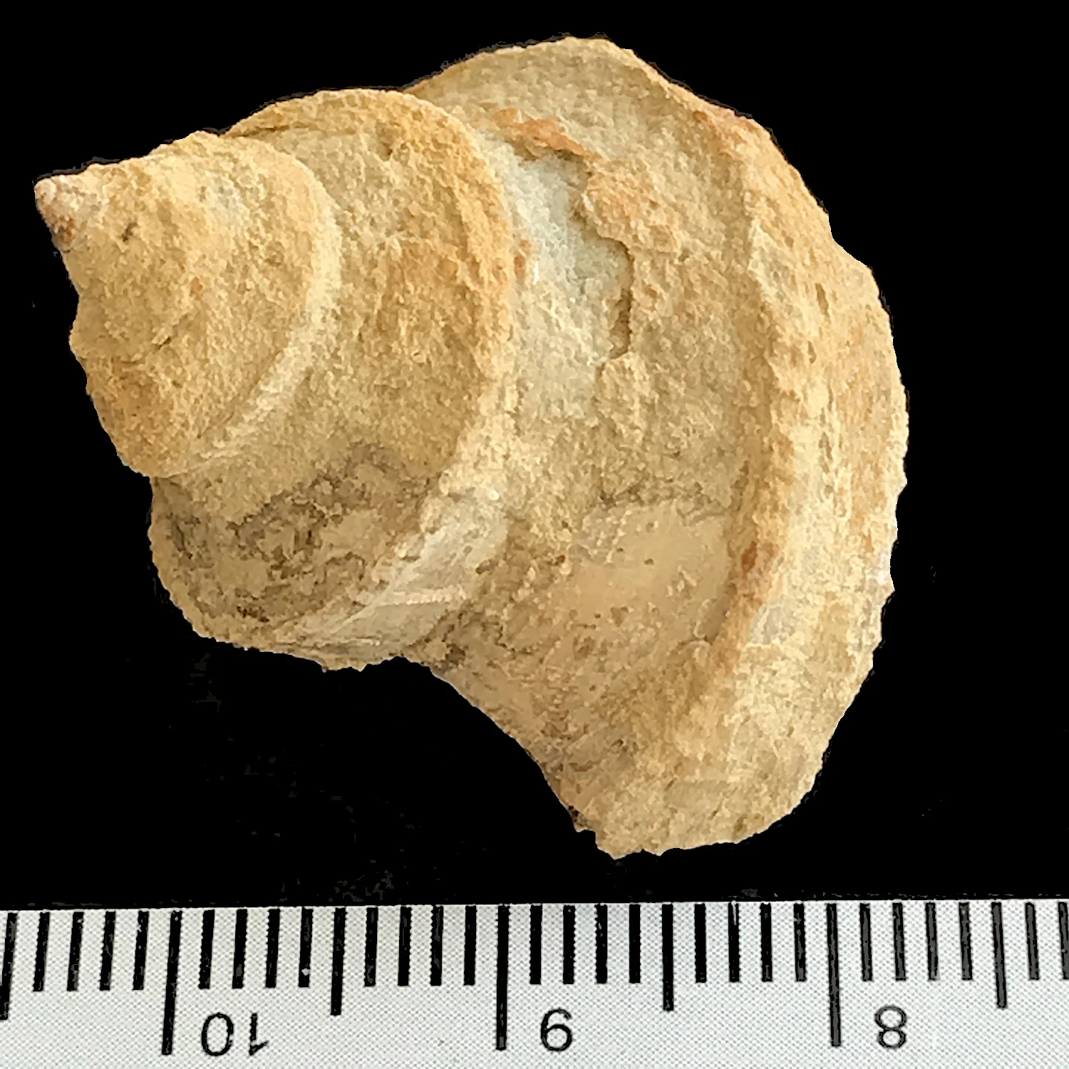Worthenia tabulata #973b Graham Formation (Finis Shale) Jacksboro, Jack Co., TX