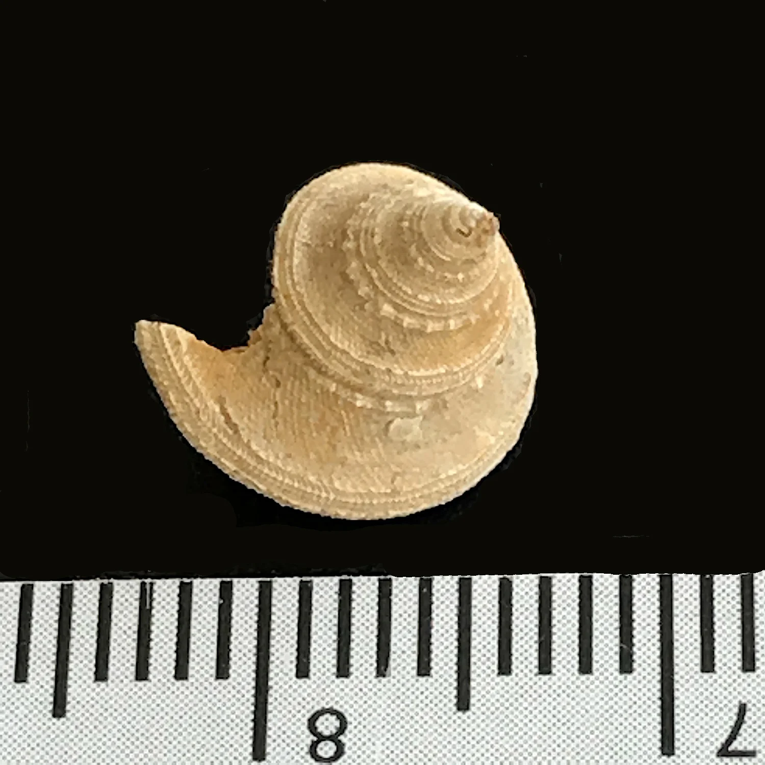 Ananias welleri #973d Graham Formation (Finis Shale) Jacksboro, Jack Co., TX