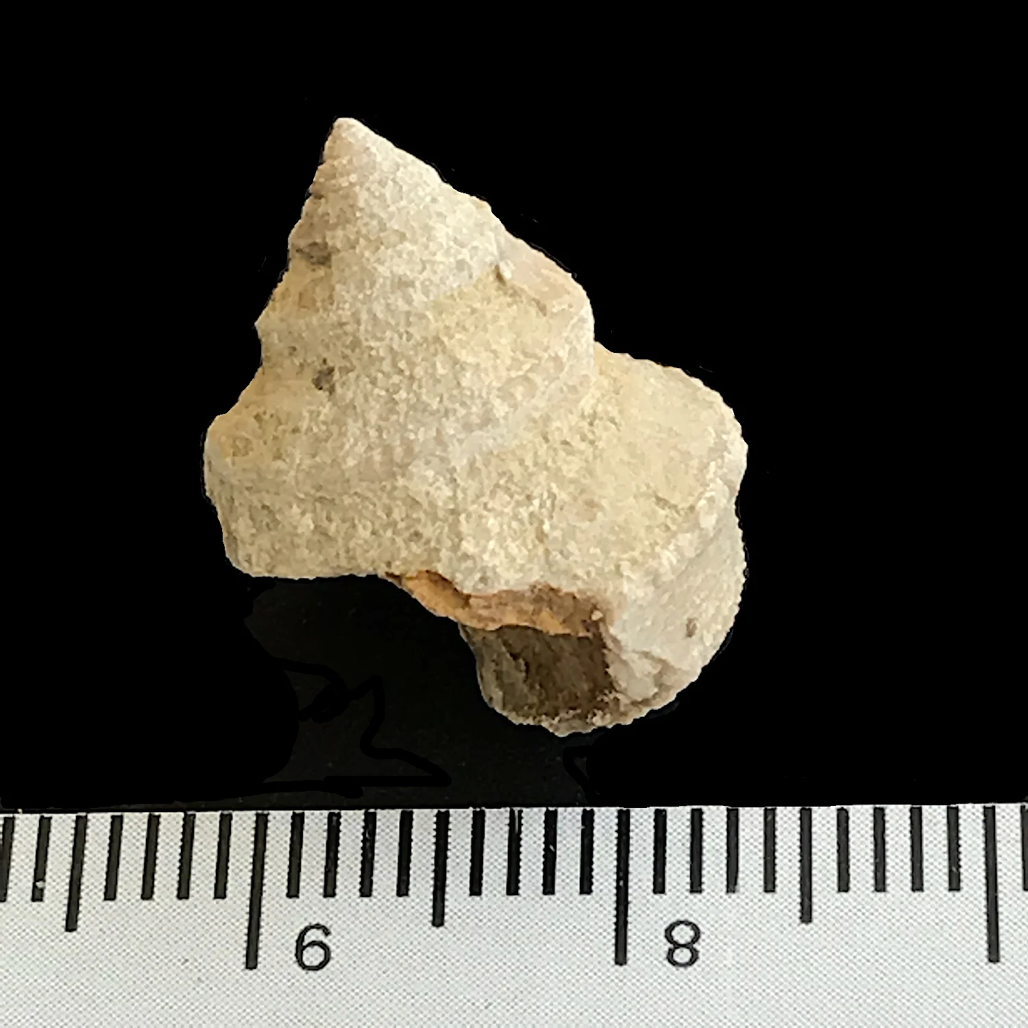 Worthenia tabulata #973e Finis Shale Formation Jacksboro, Jack Co., TX
