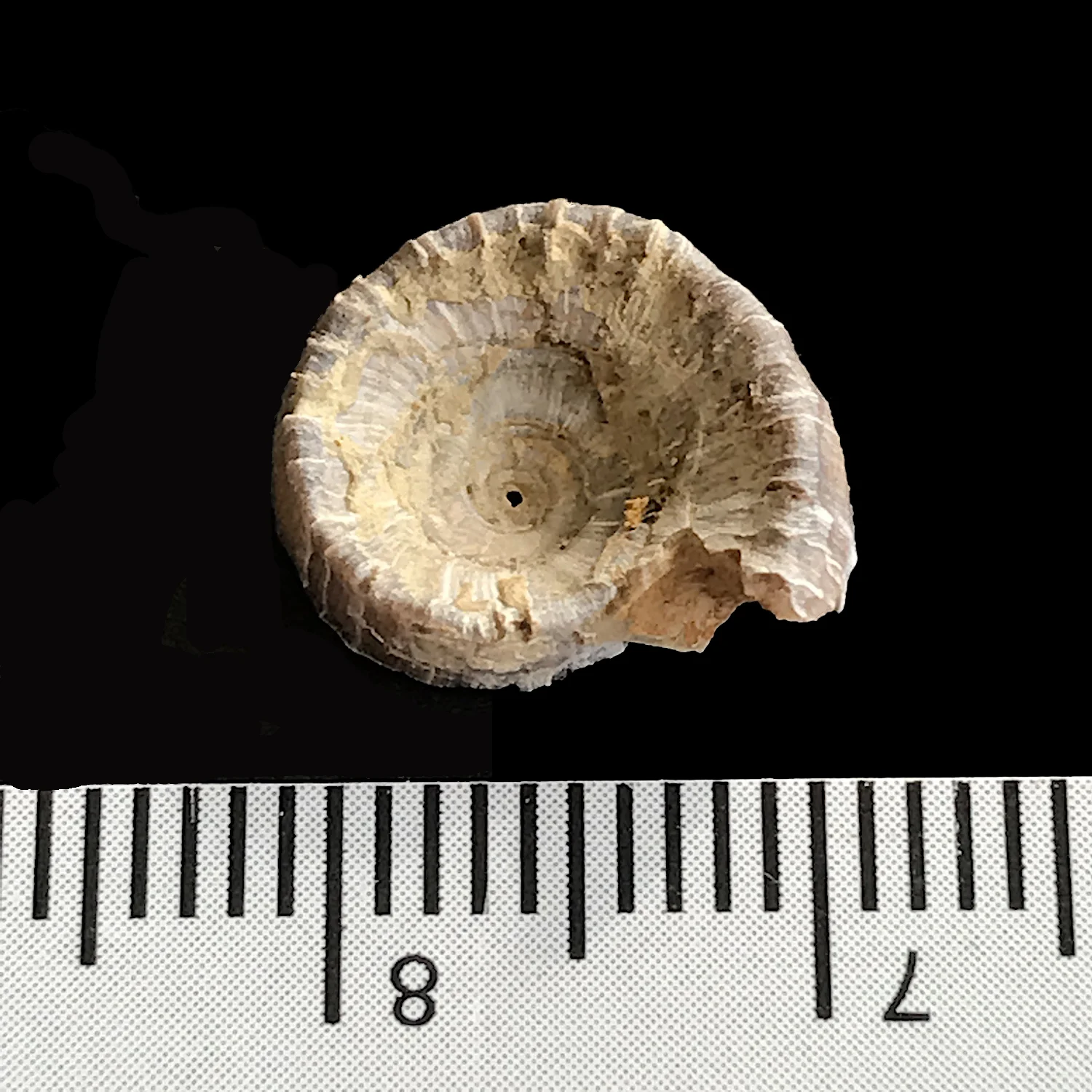 Amphiscapha subrugosa #981b Finis Shale Formation Jacksboro, Jack Co., TX