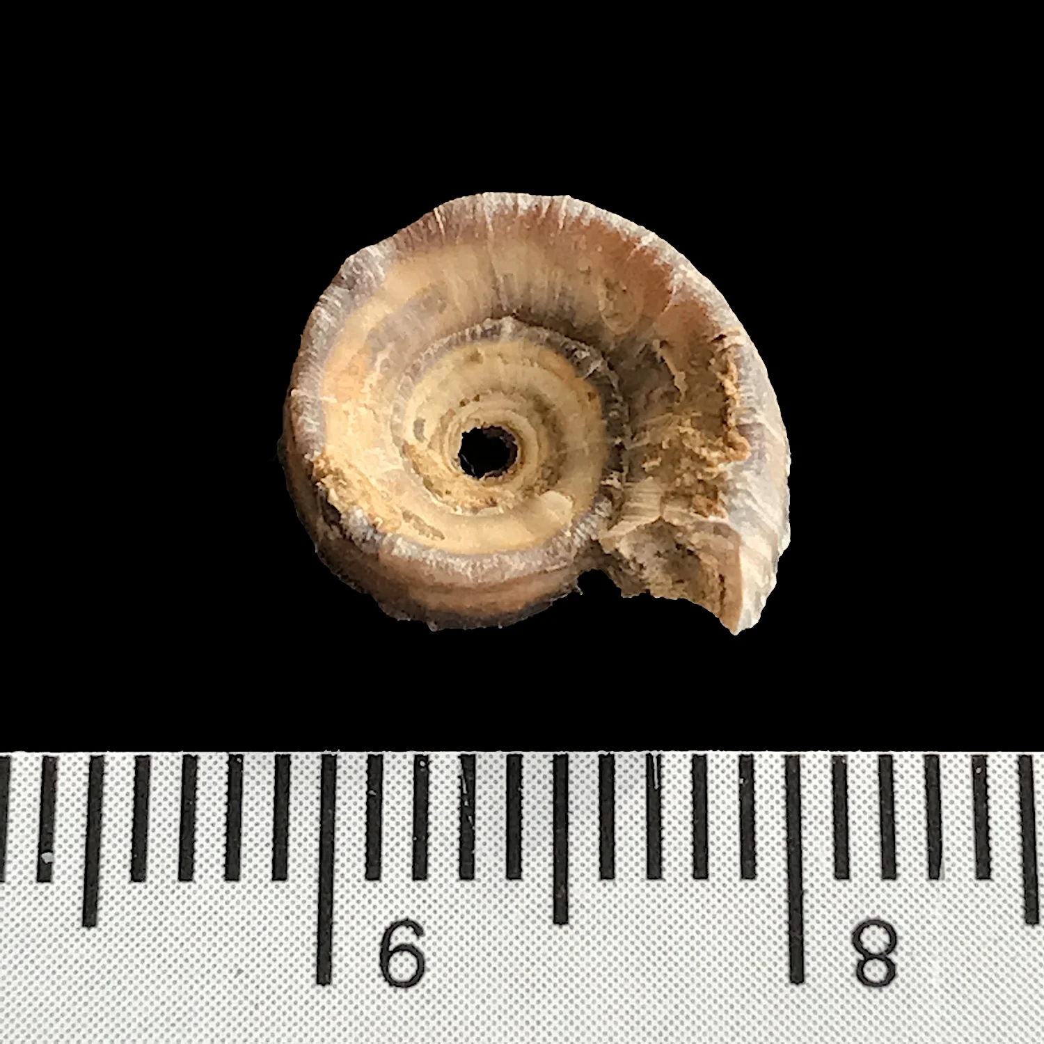 Amphiscapha catilloides #981c Graham Formation (Finis Shale) Jacksboro, Jack Co., TX