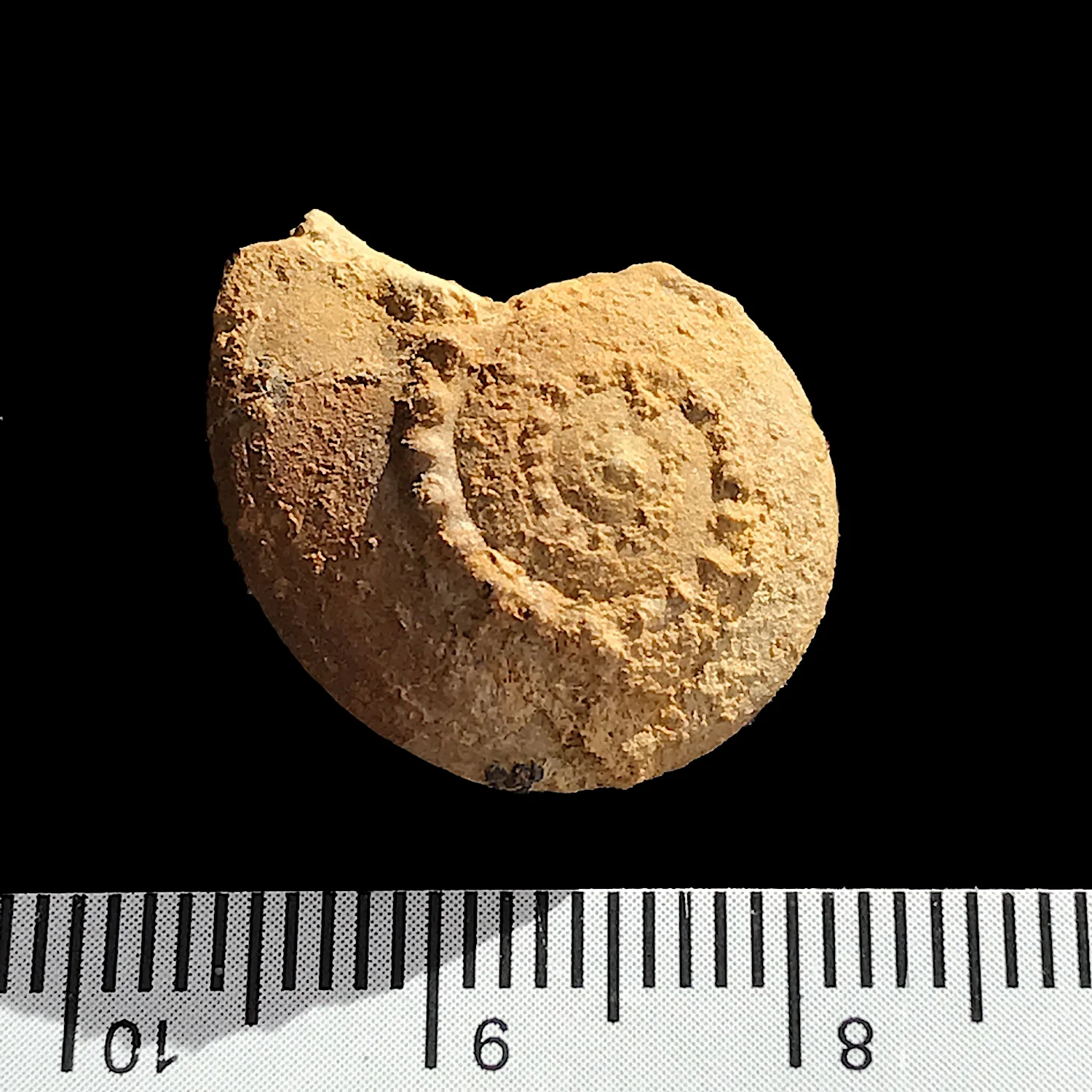 Trepospira illinoisensis #986e Graham Formation (Finis Shale) Jacksboro, Jack Co., TX