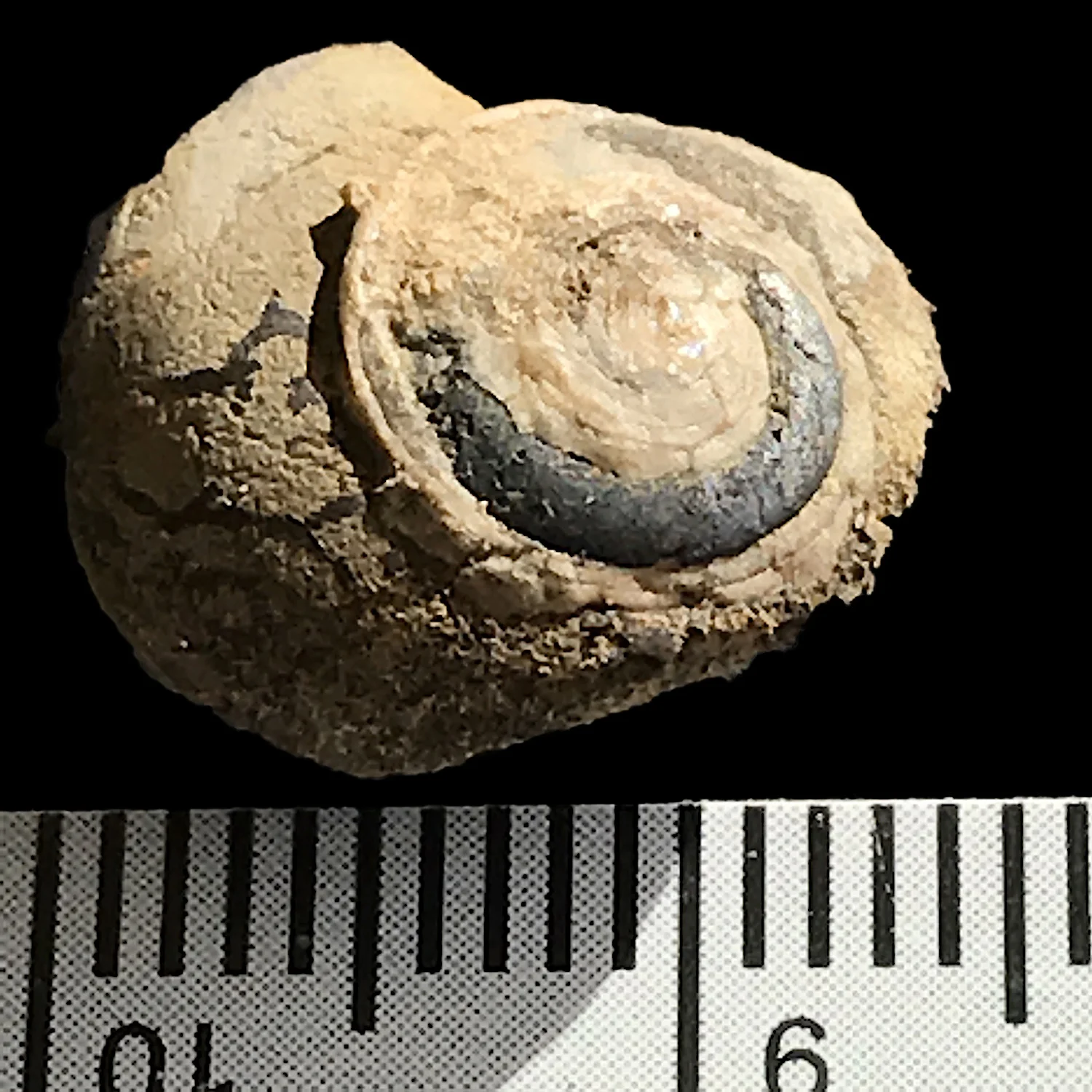 Trepospira illinoisensis #986c Graham Formation (Finis Shale) Jacksboro, Jack Co., TX