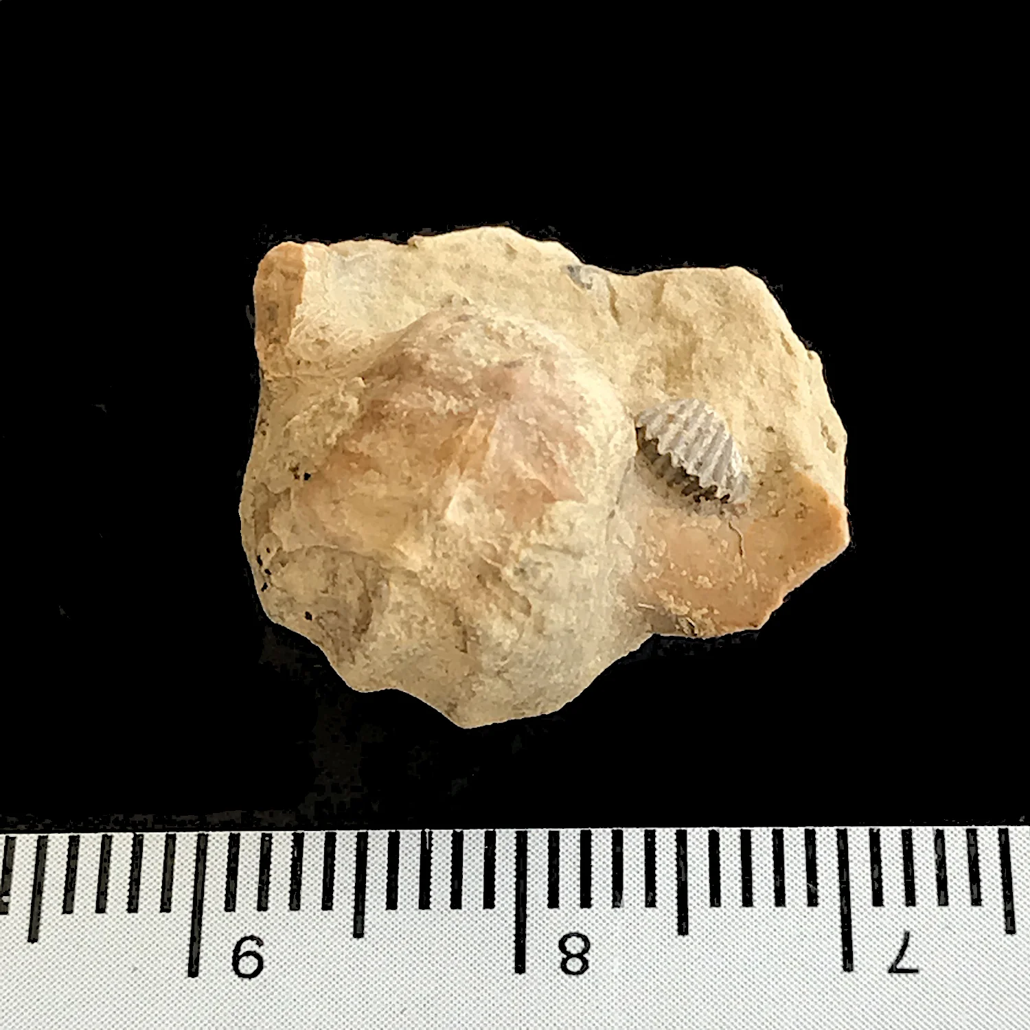 Pharkadonotus percarinatus #971c Graham Formation (Finis Shale) Jacksboro, Jack Co., TX