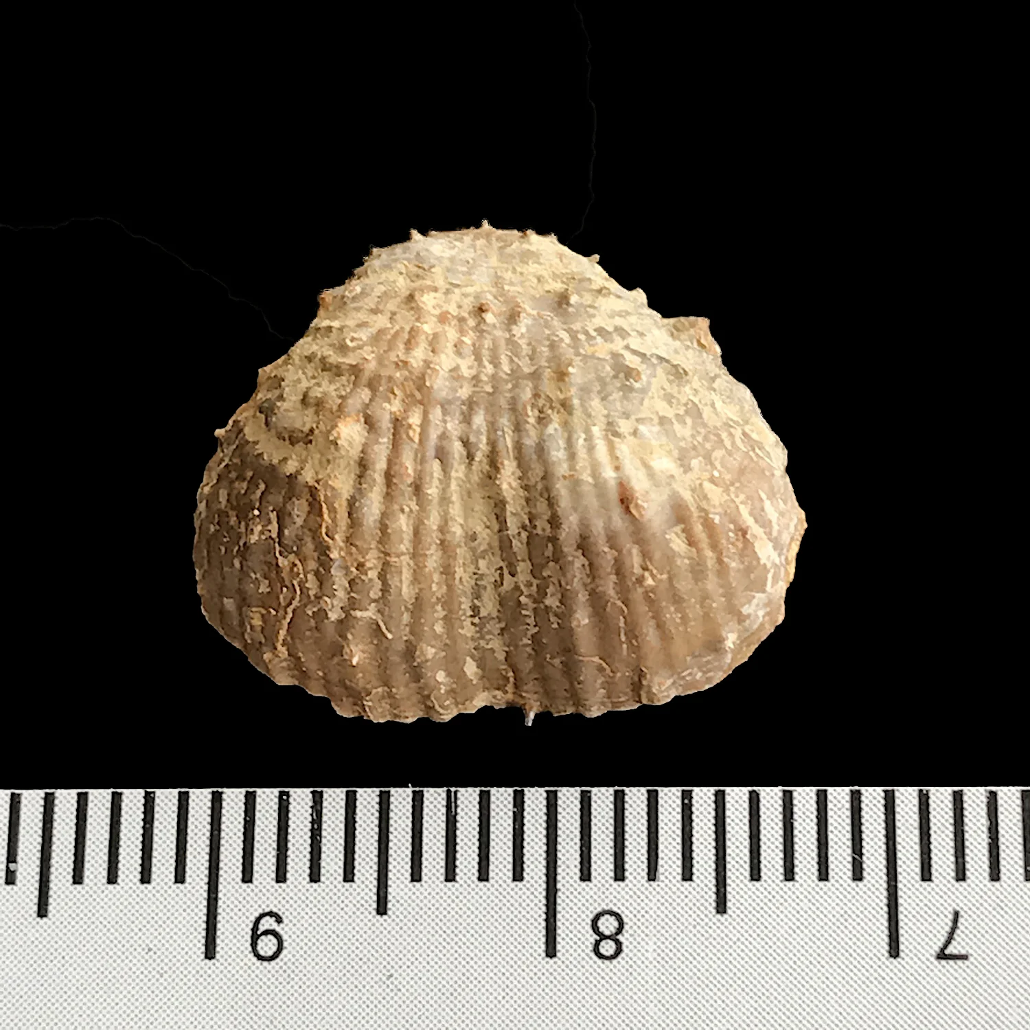 Kutorginella lasallensis #978n Finis Shale, Graham Formation Jacksboro, Jack Co., TX