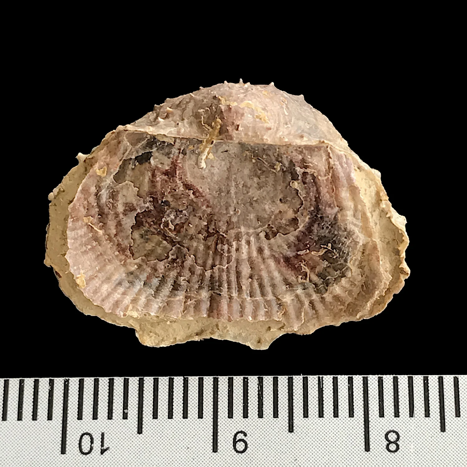 Kutorginella lasallensis #978 Finis Shale, Graham Formation Jacksboro, Jack Co., TX
