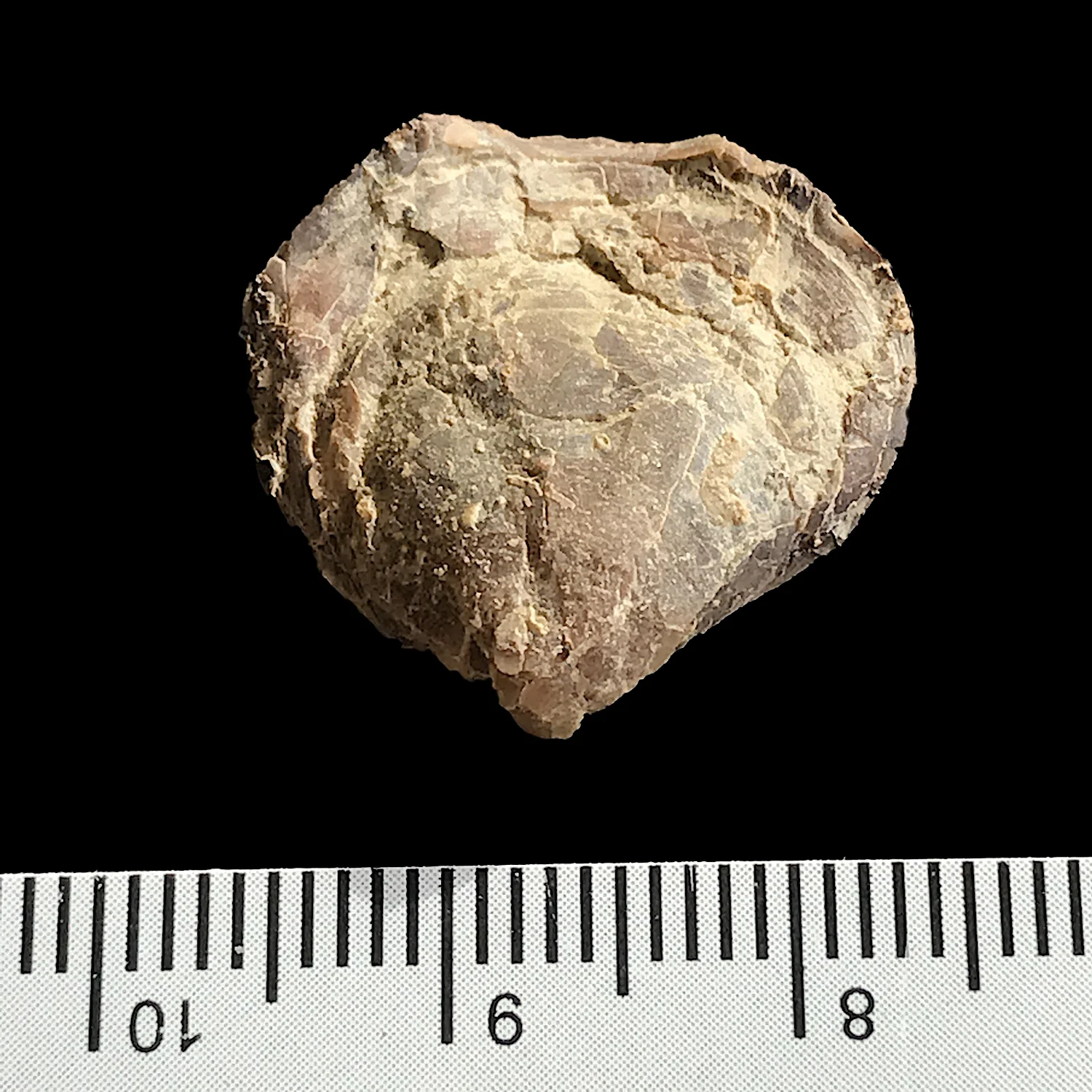 Composita ovata #984f Finis Shale, Graham Formation Jacksboro, Jack Co., TX