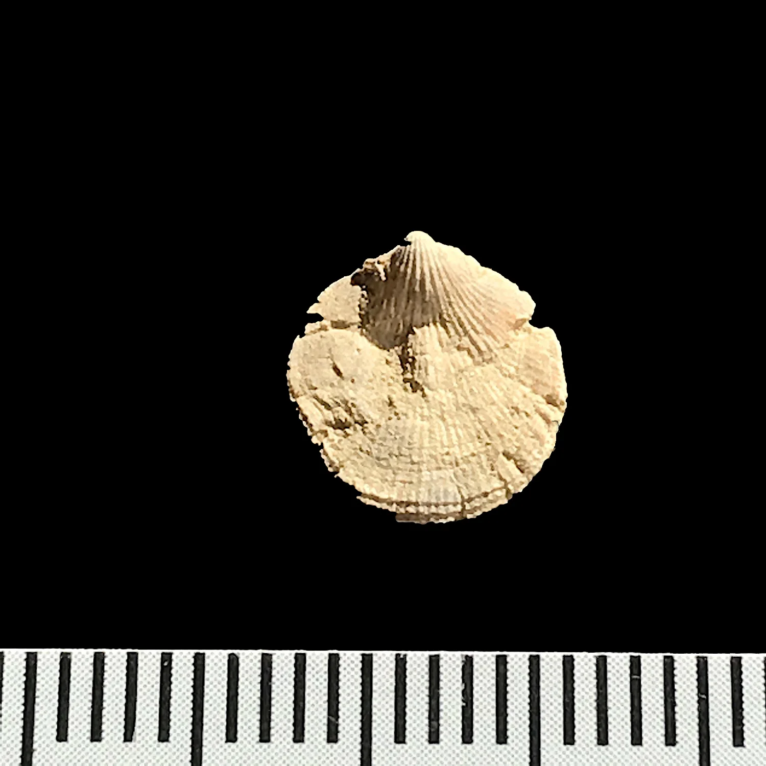 Rhipidomella carbonaria #984r Finis Shale, Graham Formation Jacksboro, Jack Co., TX