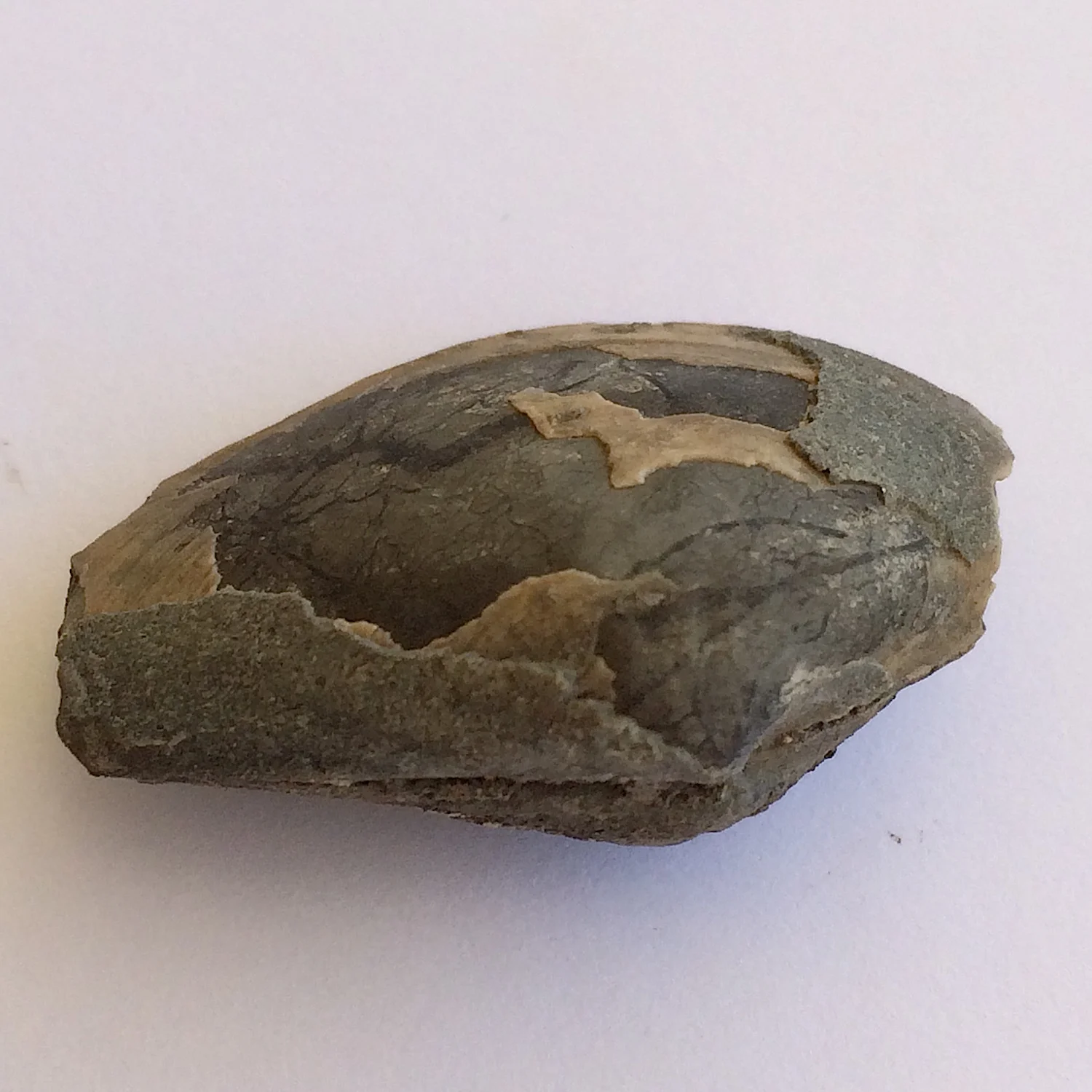 Palaeoneilo oweni #435c Finis Shale, Graham Formation Jacksboro, Jack Co., TX
