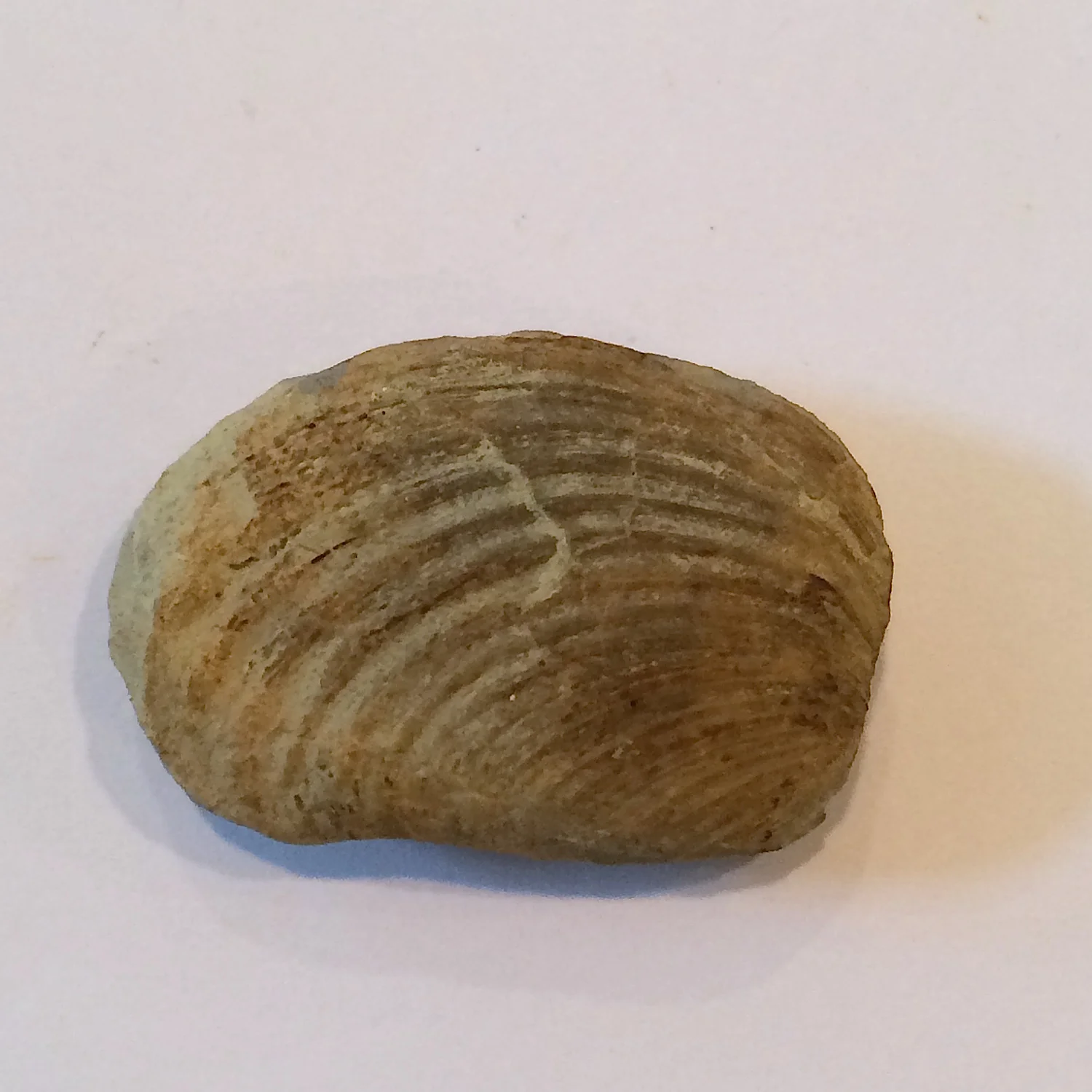 Astartella varica #562 Finis Shale, Graham Formation Jacksboro, Jack Co., TX