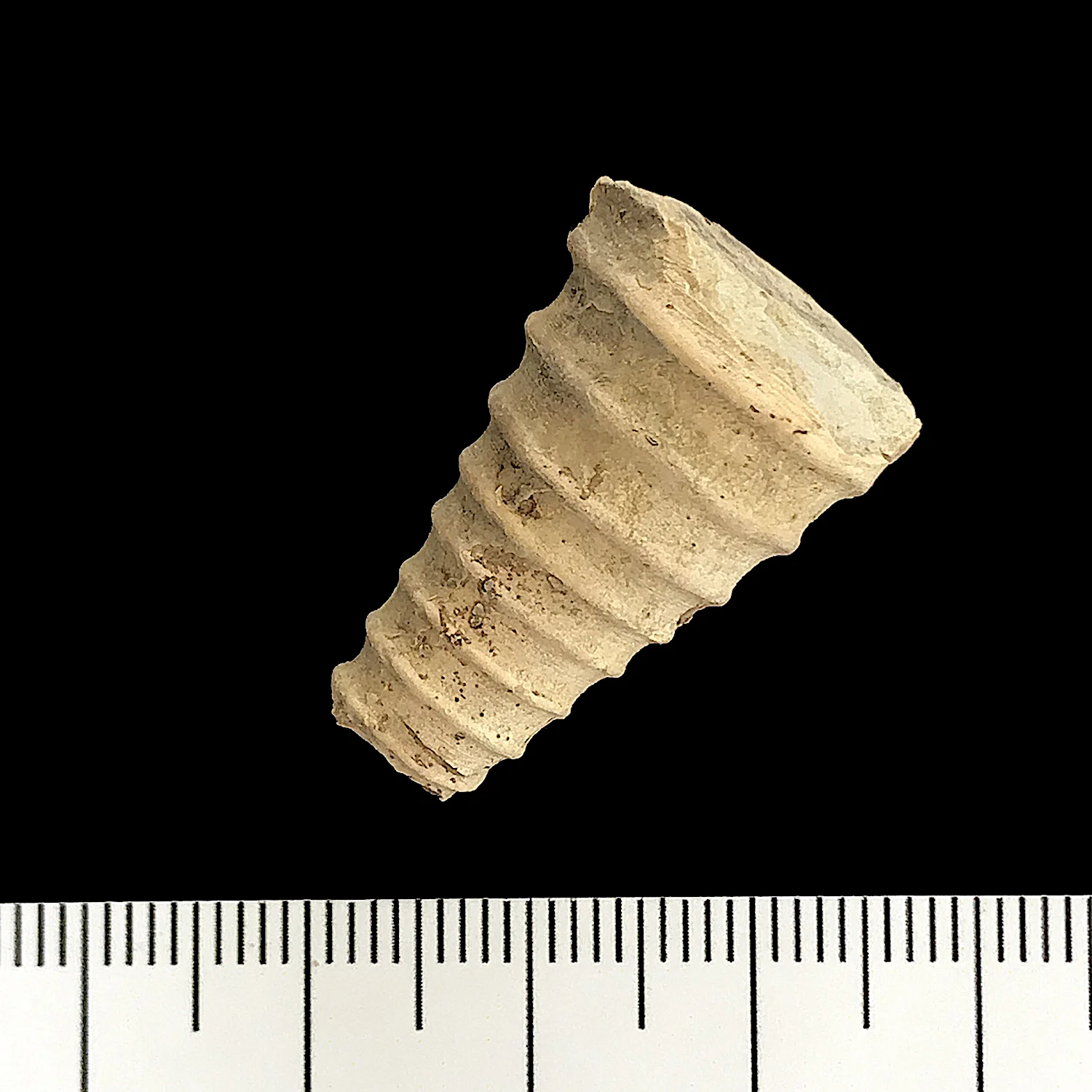 Brachycycloceras #921 Graham (Finis Shale) Jacksboro, Jack Co., TX