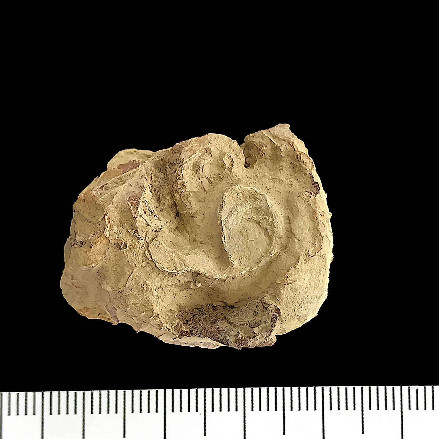 Gonioloboceras #922d Graham (Finis Shale) Jacksboro, Jack Co., TX