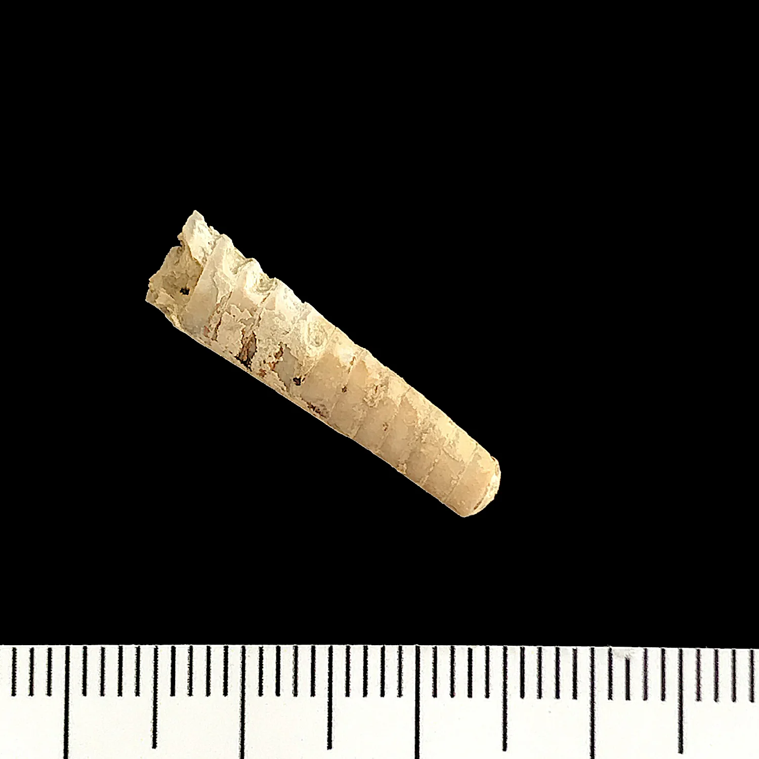 Pseudorthoceras #928b Graham (Finis Shale) Jacksboro, Jack Co., TX