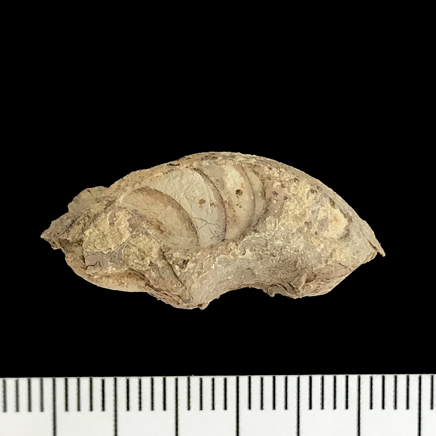 Gonioloboceras #935b Graham (Finis Shale) Jacksboro, Jack Co., TX