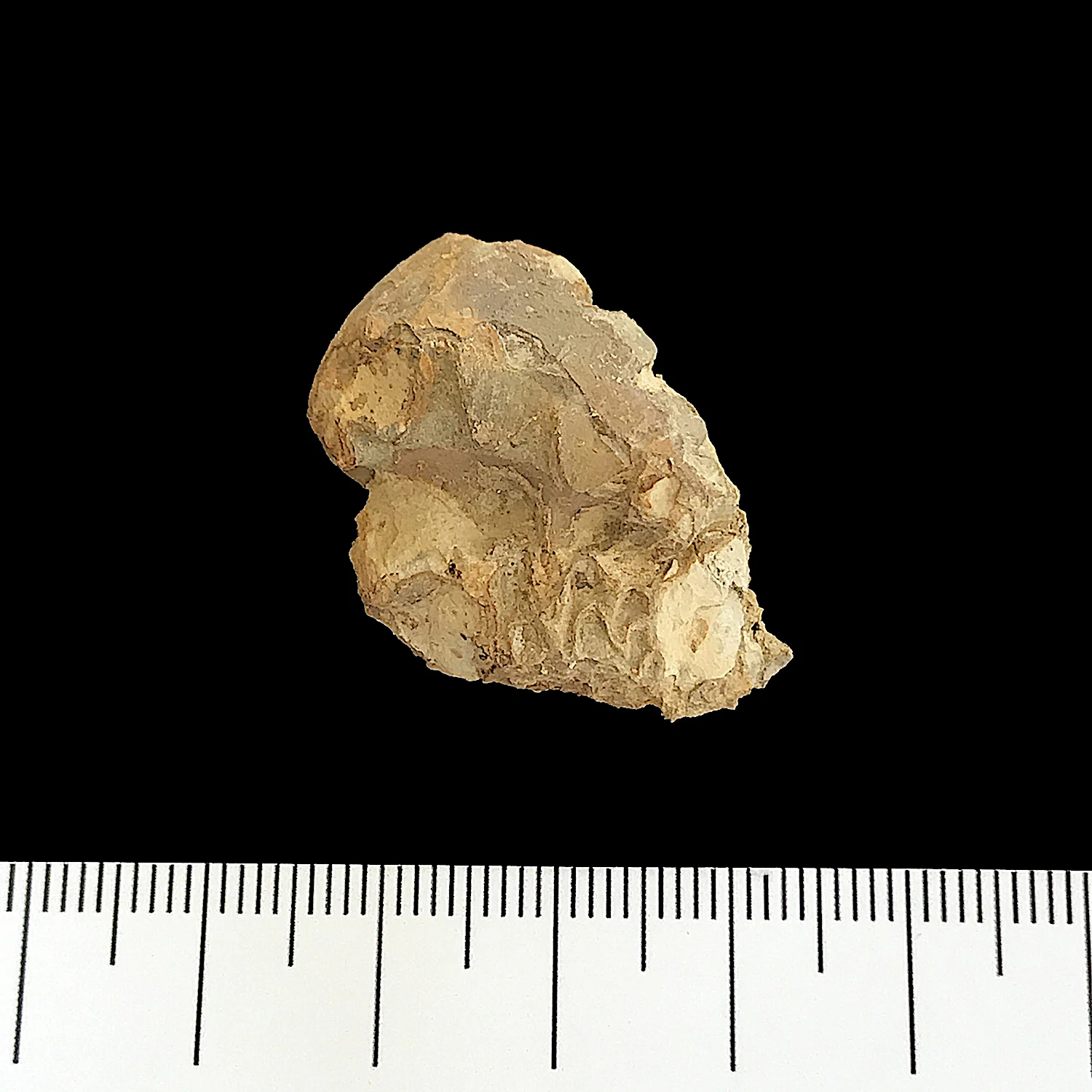 Gonioloboceras #935c Graham (Finis Shale) Jacksboro, Jack Co., TX