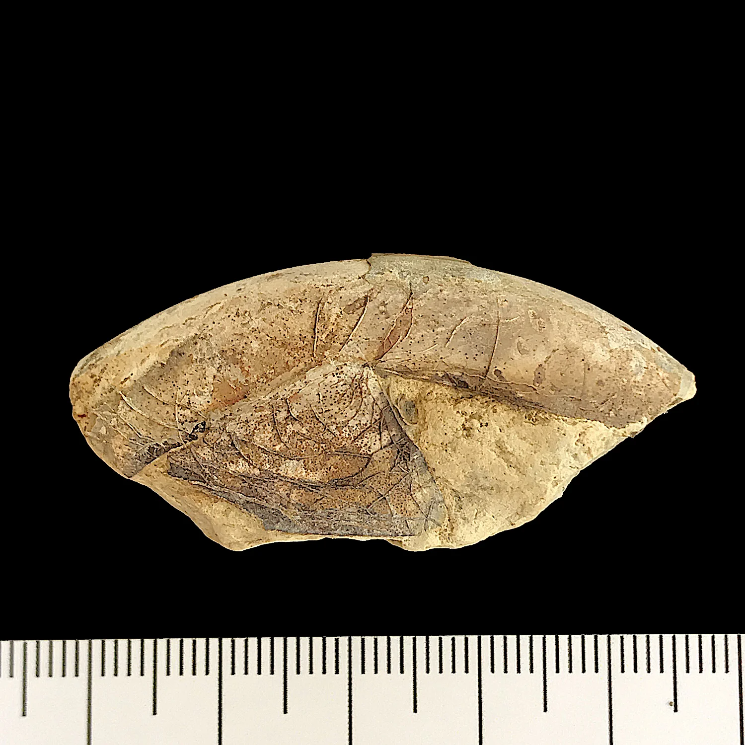 Gonioloboceras #942 Graham (Finis Shale) Jacksboro, Jack Co., TX