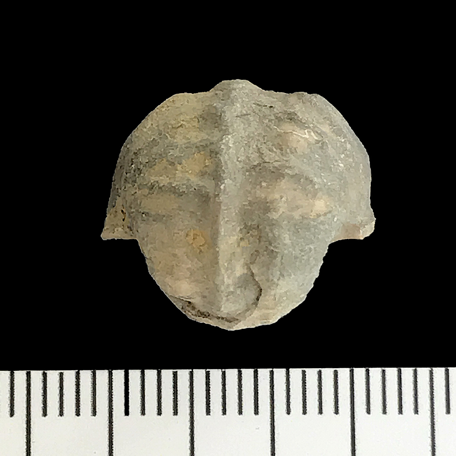 Pharkadonotus percarinatus #924b Finis Shale Formation Jacksboro, Jack Co., TX