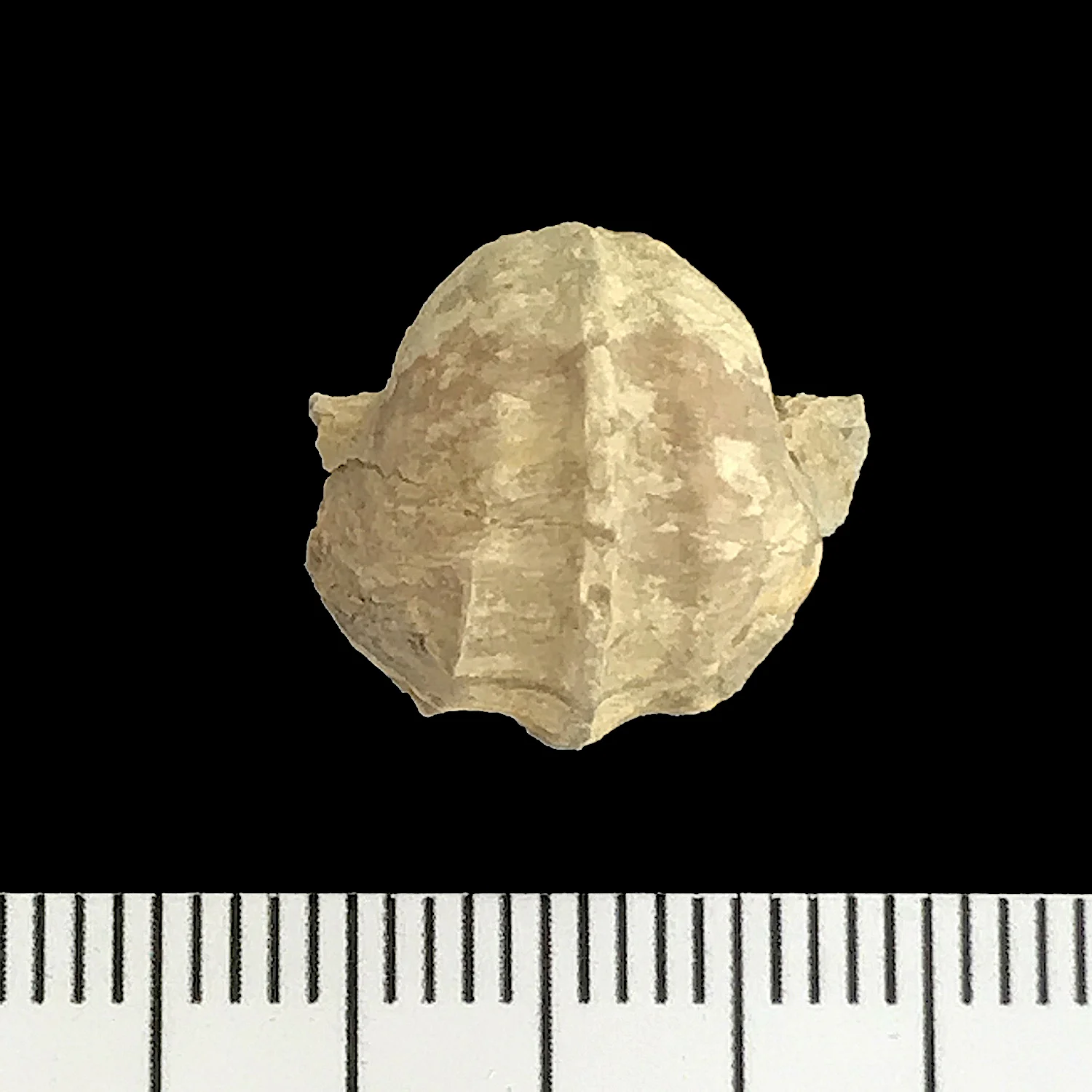 Pharkadonotus percarinatus #924c Finis Shale Formation Jacksboro, Jack Co., TX