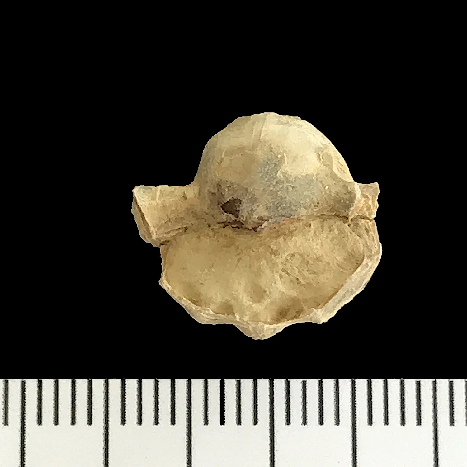 Pharkadonotus percarinatus #924d Graham Formation (Finis Shale) Jacksboro, Jack Co., TX