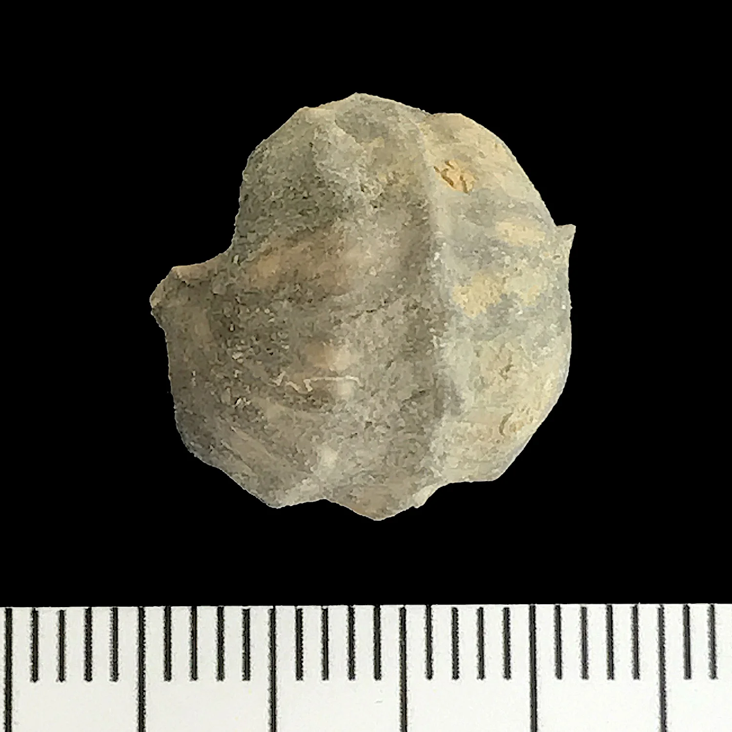 Pharkadonotus percarinatus #924e Graham Formation (Finis Shale) Jacksboro, Jack Co., TX