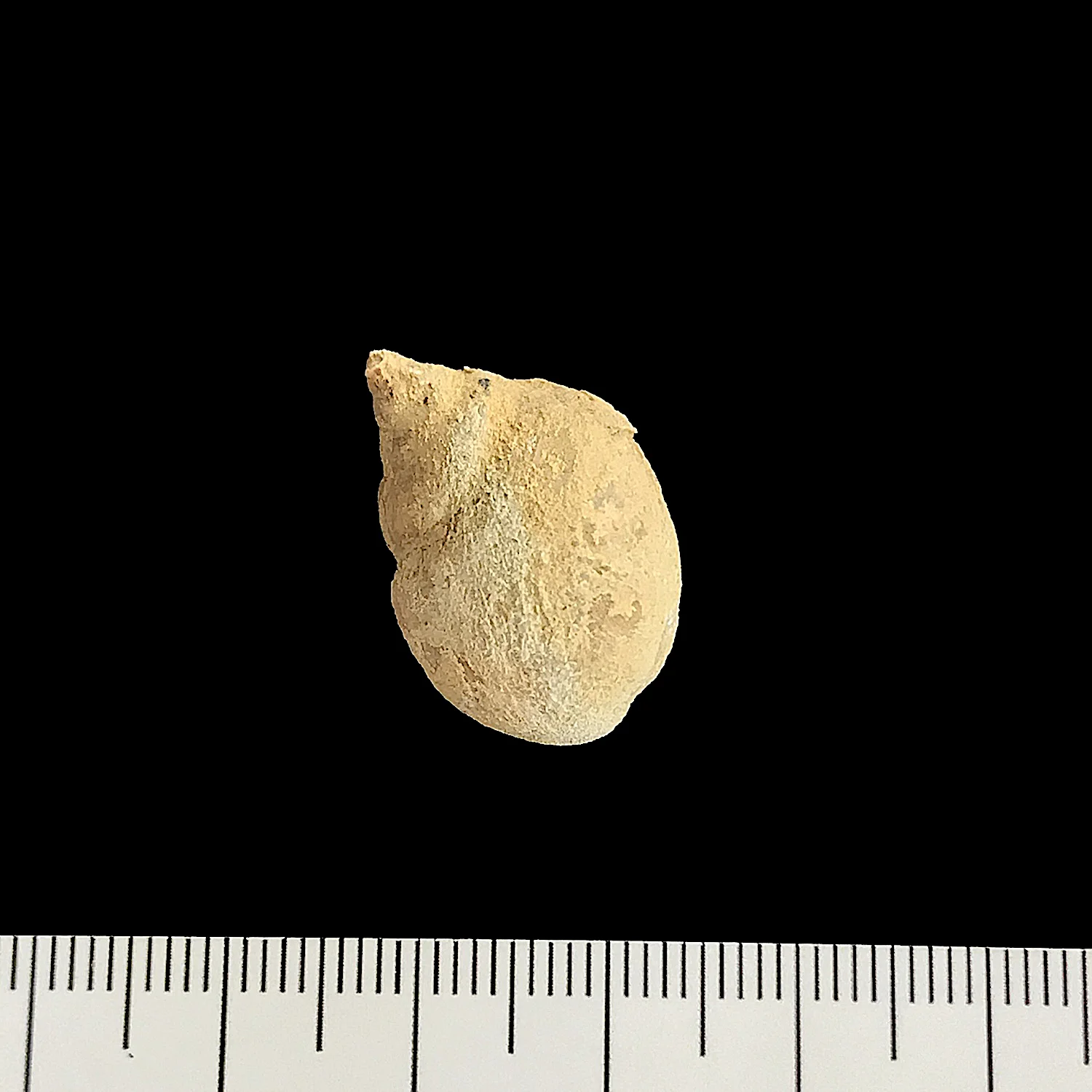Soleniscus primigenius #925b Graham Formation (Finis Shale) Jacksboro, Jack Co., TX
