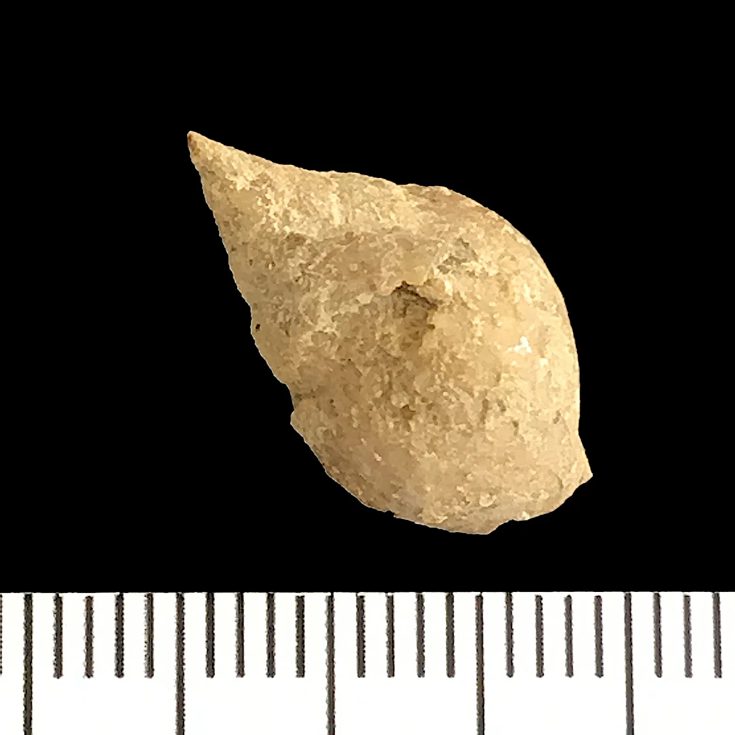 Strobeus paludinaeformis#925d Finis Shale Formation Jacksboro, Jack Co., TX