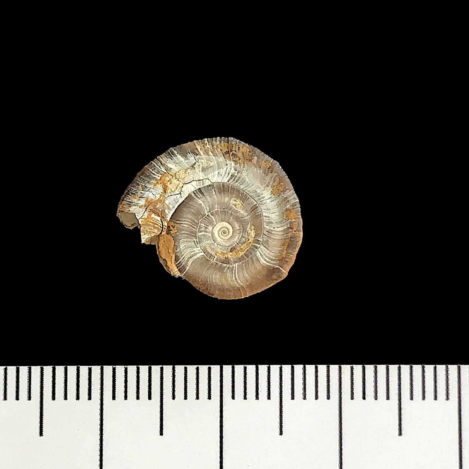 Amphiscapha subrugosa #927a Finis Shale Formation Jacksboro, Jack Co., TX