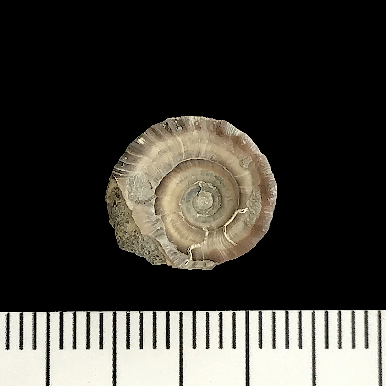  Amphiscapha subrugosa#927c Graham Formation (Finis Shale) Jacksboro, Jack Co., TX
